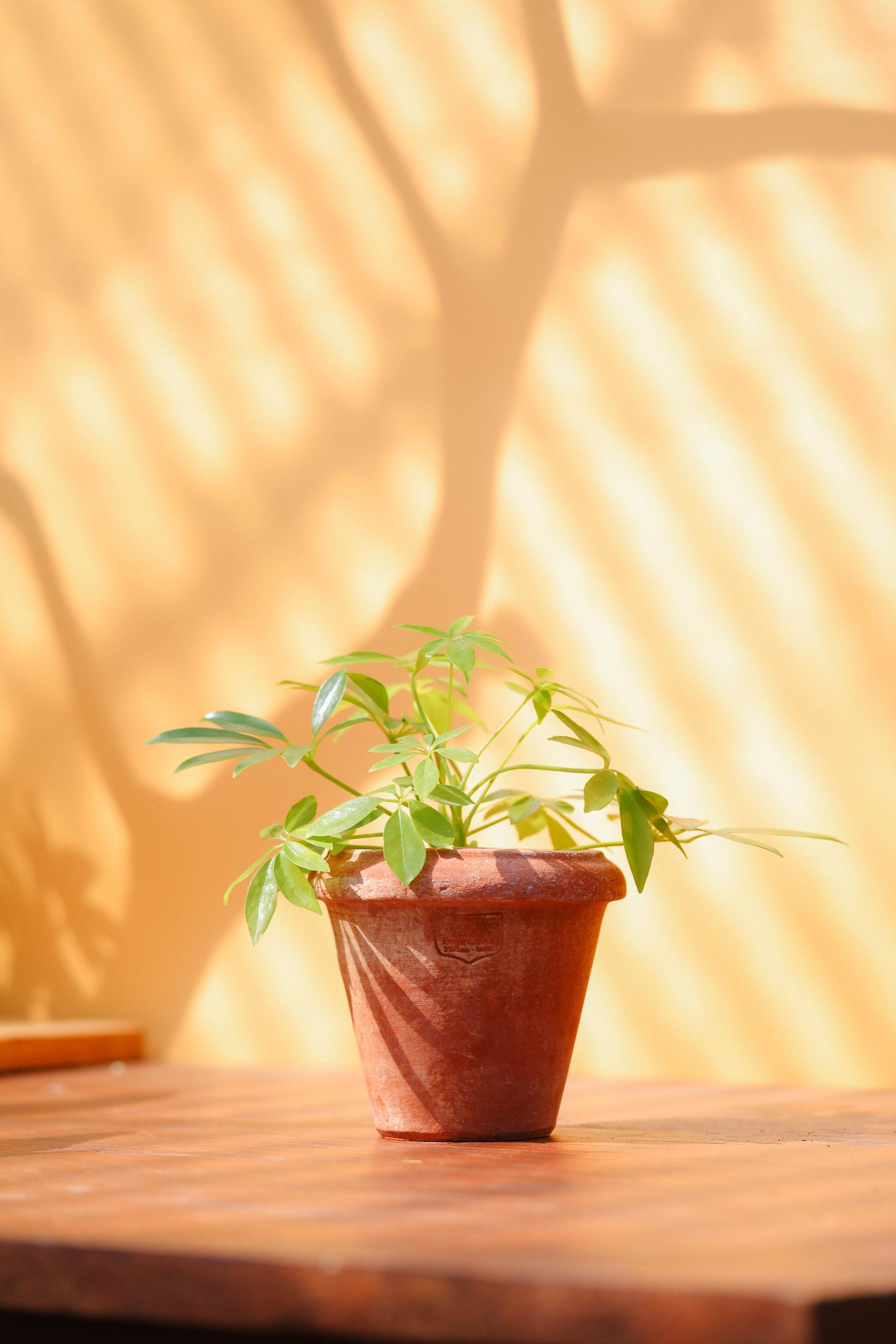 Schefflera arboricola gold + Poggi Ugo Conino con orlo 쉐프렐라 아보리콜라 골드 (형광 홍콩야자) + 이태리 포지우고 코니노