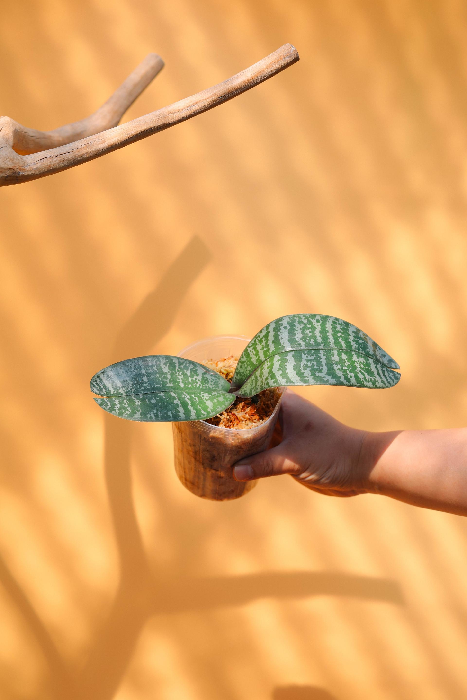 Phalaenopsis philippinensis 팔레놉시스 필리핀엔시스 (원종 호접란) 복제