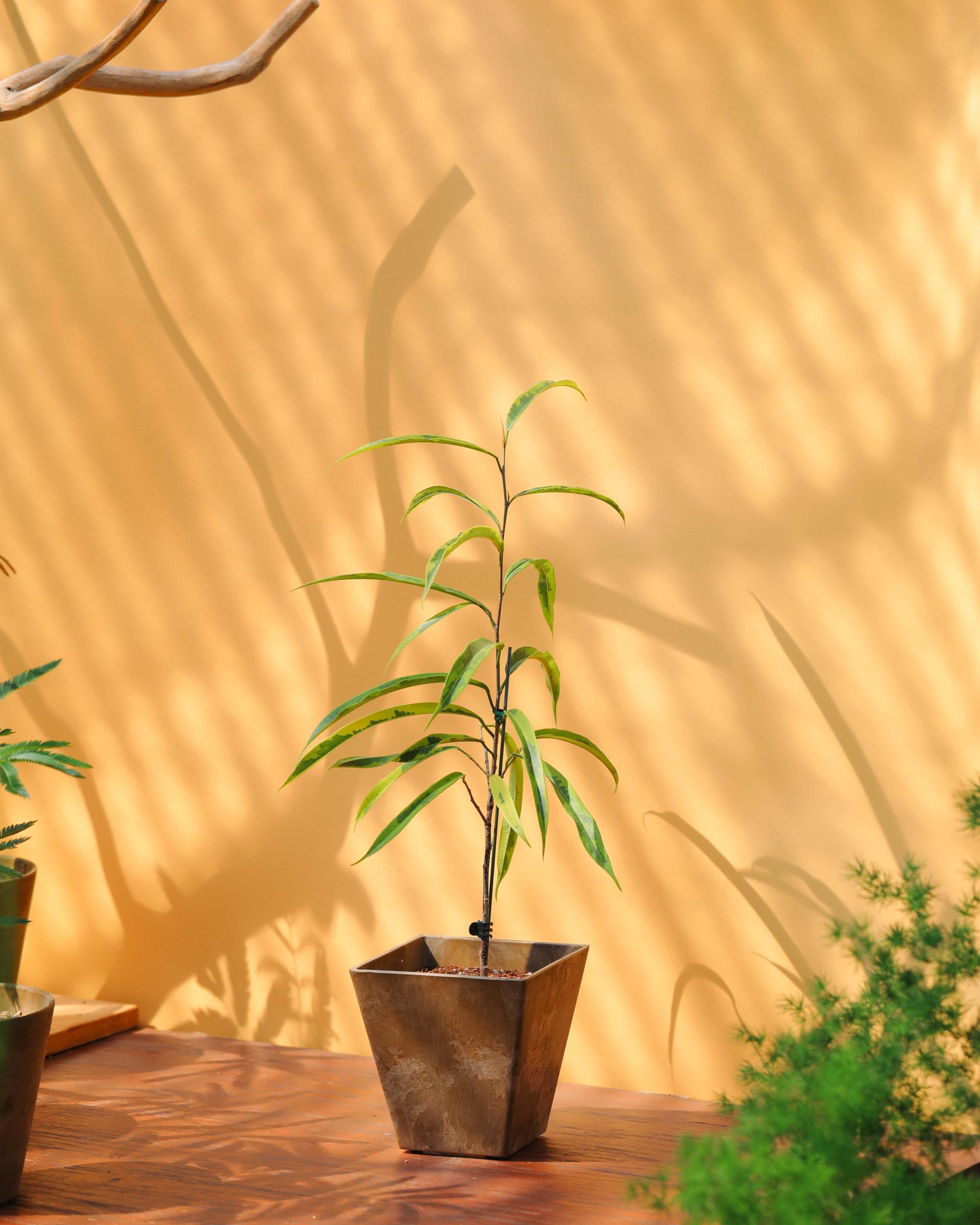 Ficus maclellandii ‘Alii Variegated’ + Brown square pot 휘커스 알리 무늬종 (무늬 알리 고무나무) + 브라운 스퀘어팟