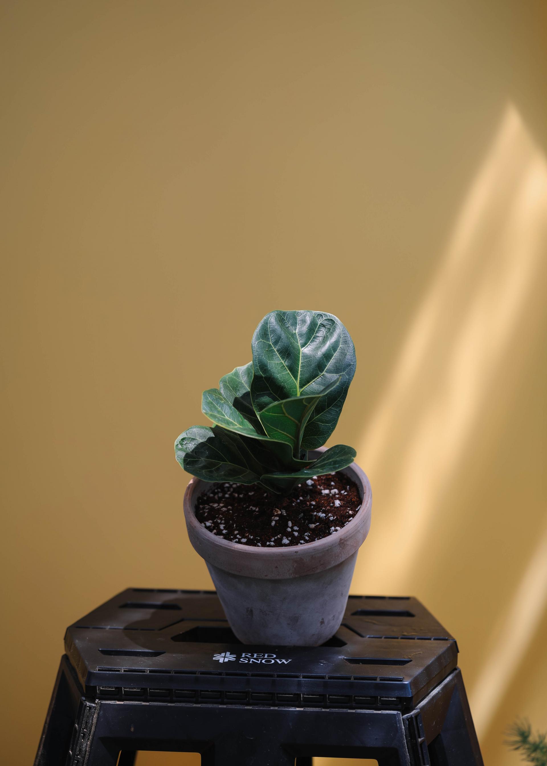 Ficus lyrata + Italy mocha pot 휘커스 라이라타 (떡갈 고무나무) + 이태리 모카팟