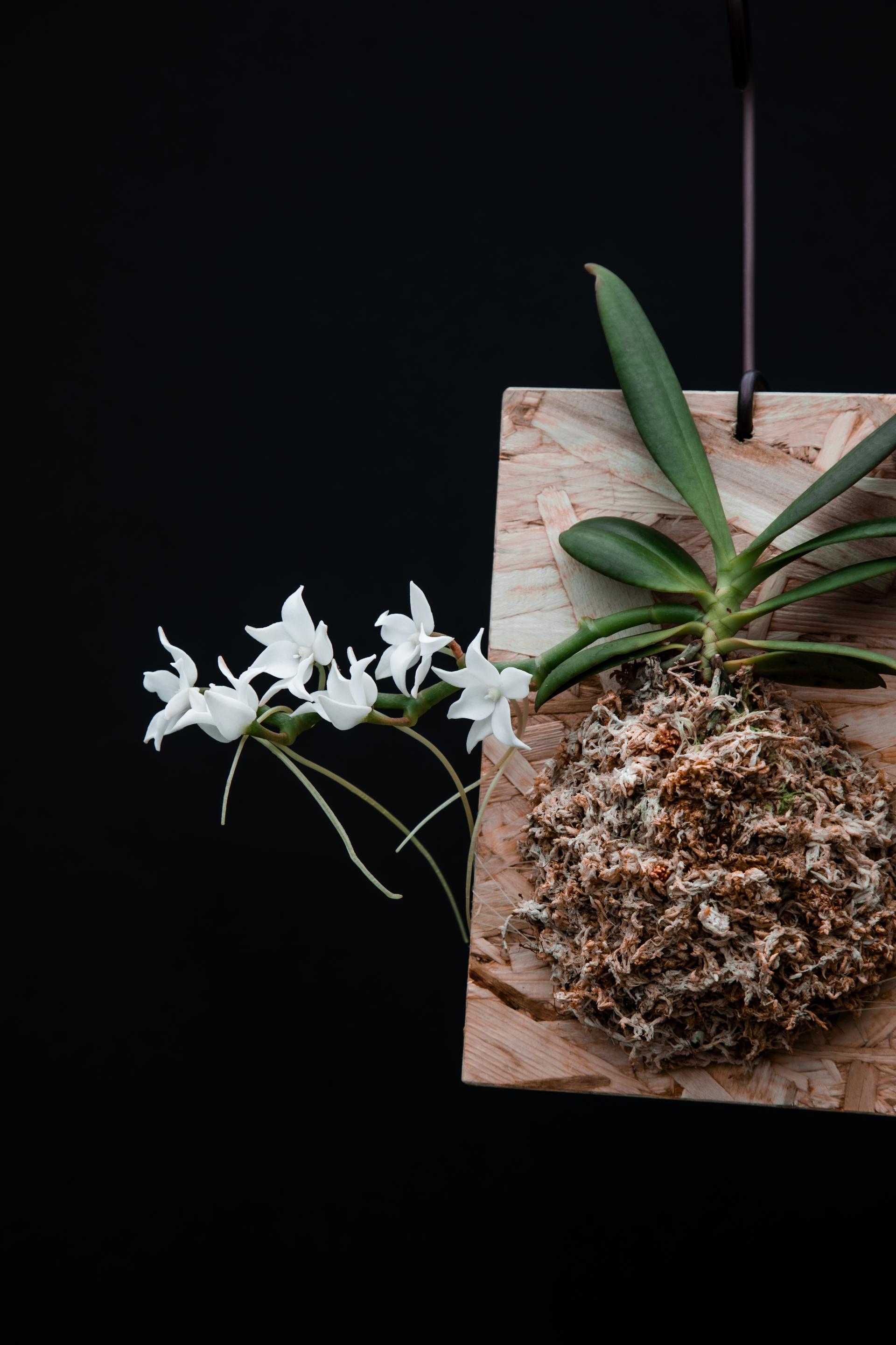 Aerangis modesta 에란기스 모데스타 목부작 복제