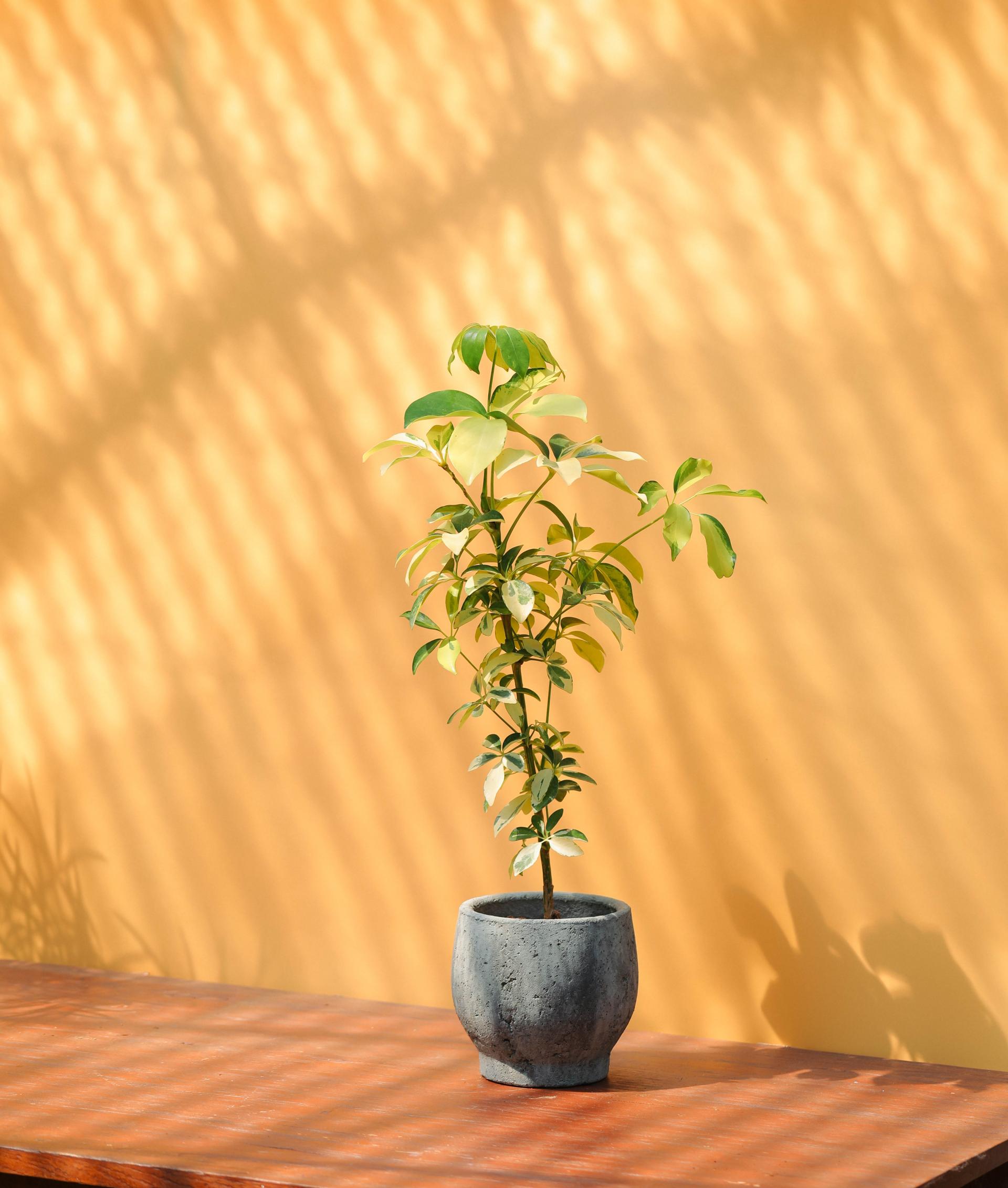 Schefflera arboricola dazzle + Serax rough pot 쉐프렐라 다즐 + 세락스 러프팟