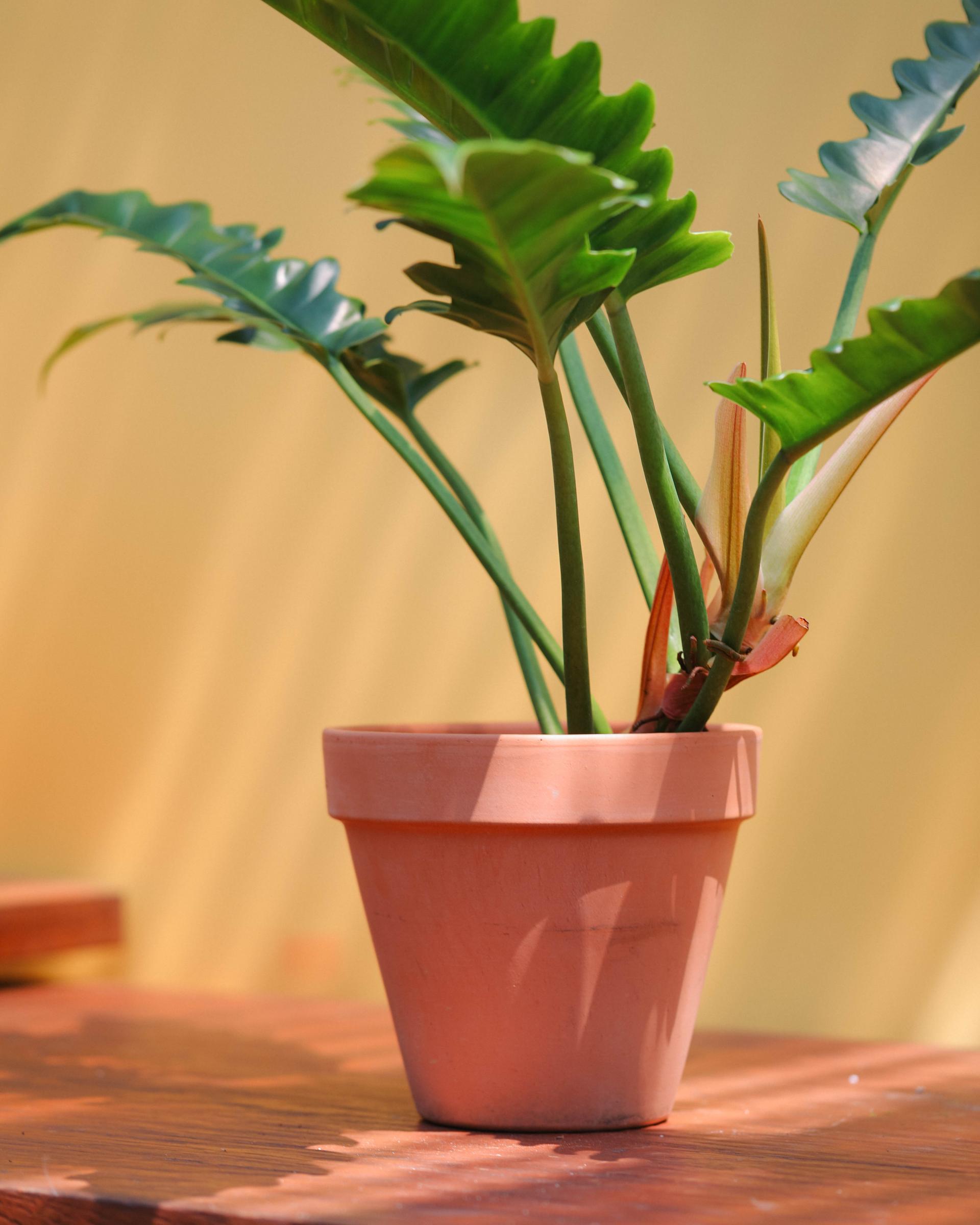 Philodendron 'Jungle Boogie' + Italy simple pot 필로덴드론 정글부기 + 이태리 심플팟