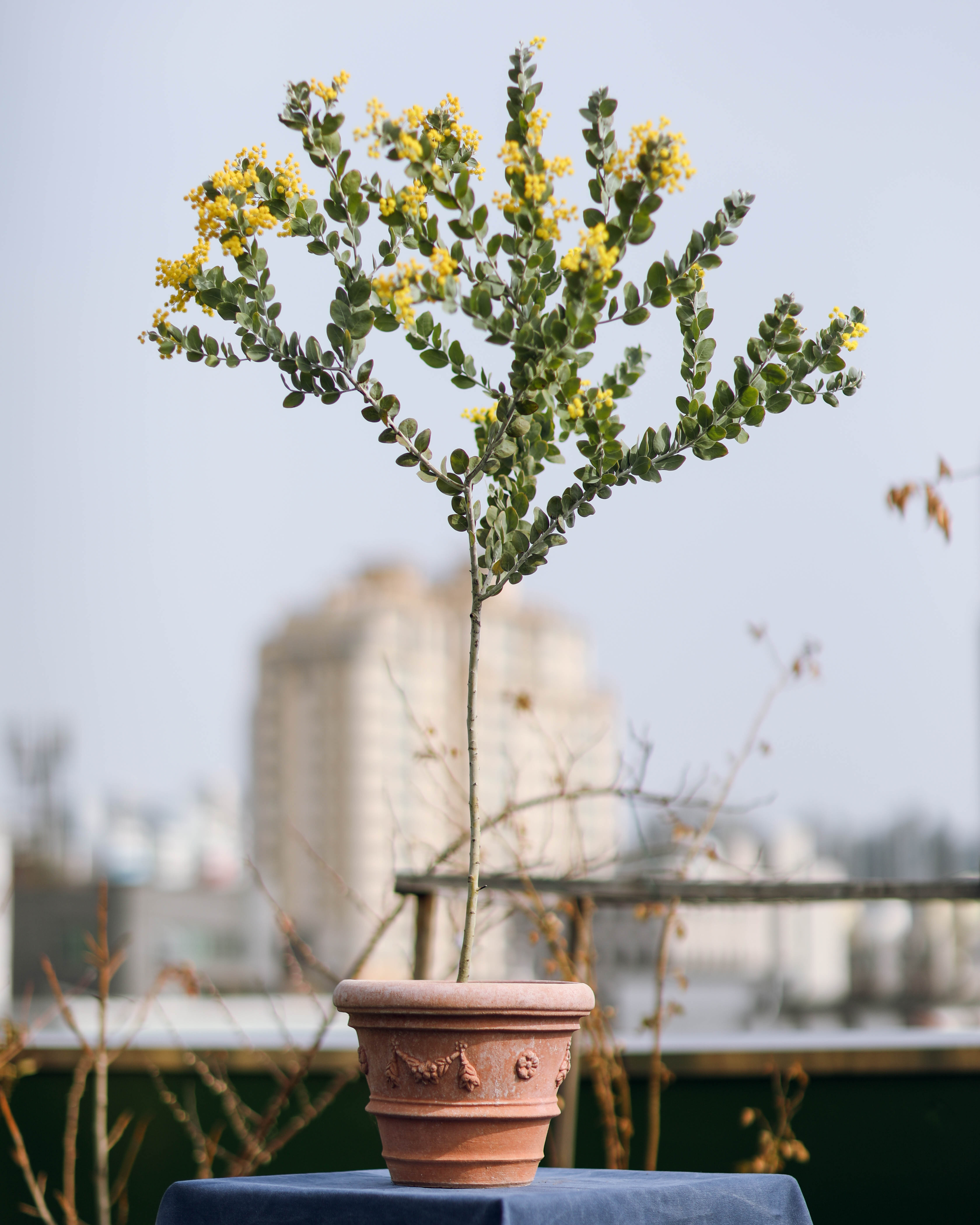 Acacia podalyriifolia 아카시아 포달리리폴리아 준중품