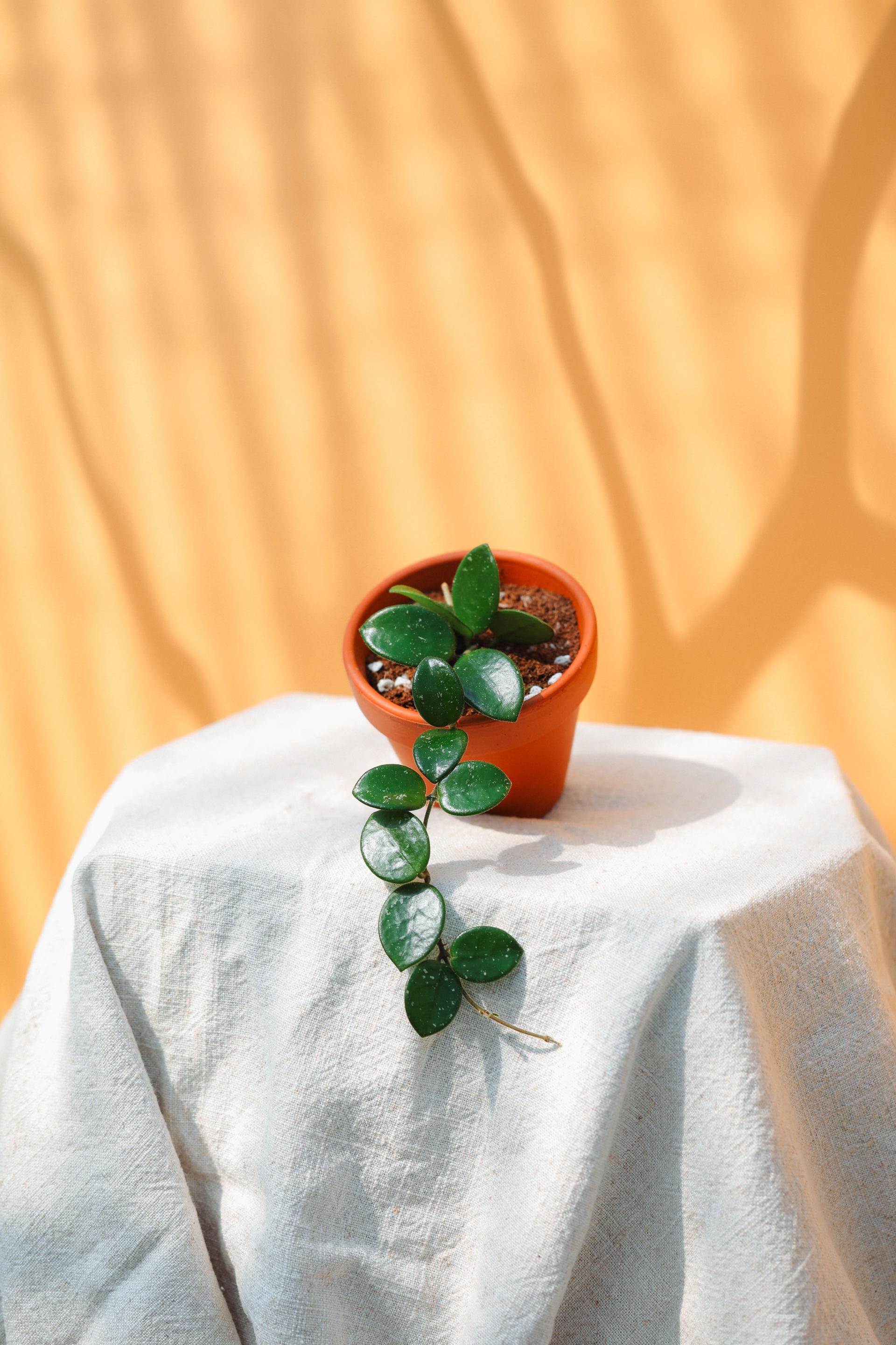 Hoya cv.mathilde + Italy terracotta pot 호야 마틸드 + 이태리 테라코타 팟
