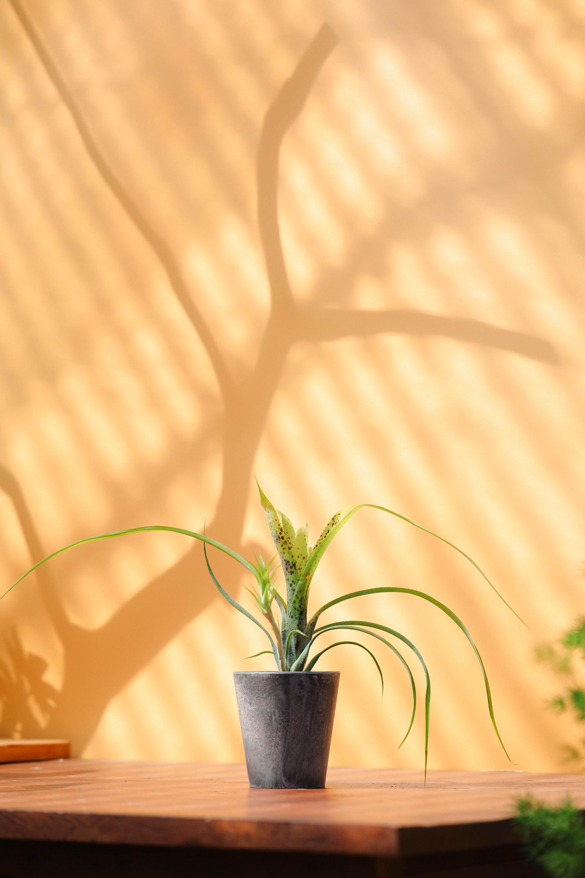 Bromeliaceae sp. + Gray marble pot 브로멜리아드 sp. + 그레이 마블팟