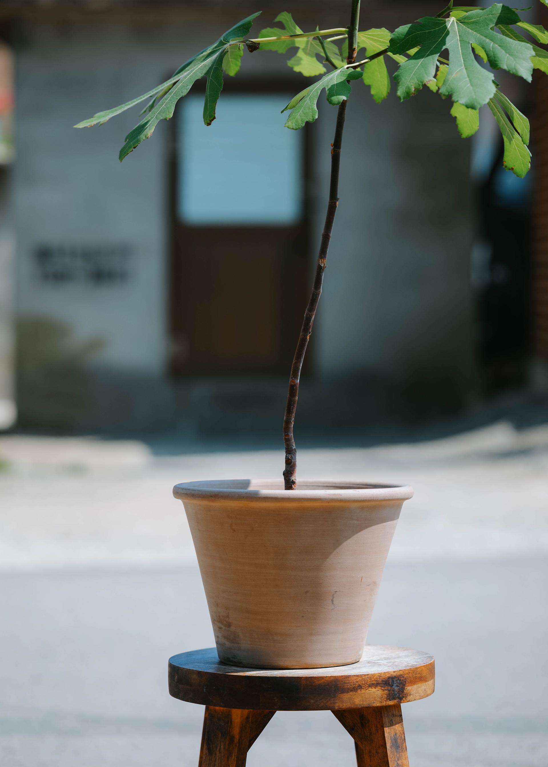 Ficus carica + Vintage jar pot 무화과나무 + 빈티지 자르팟 복제