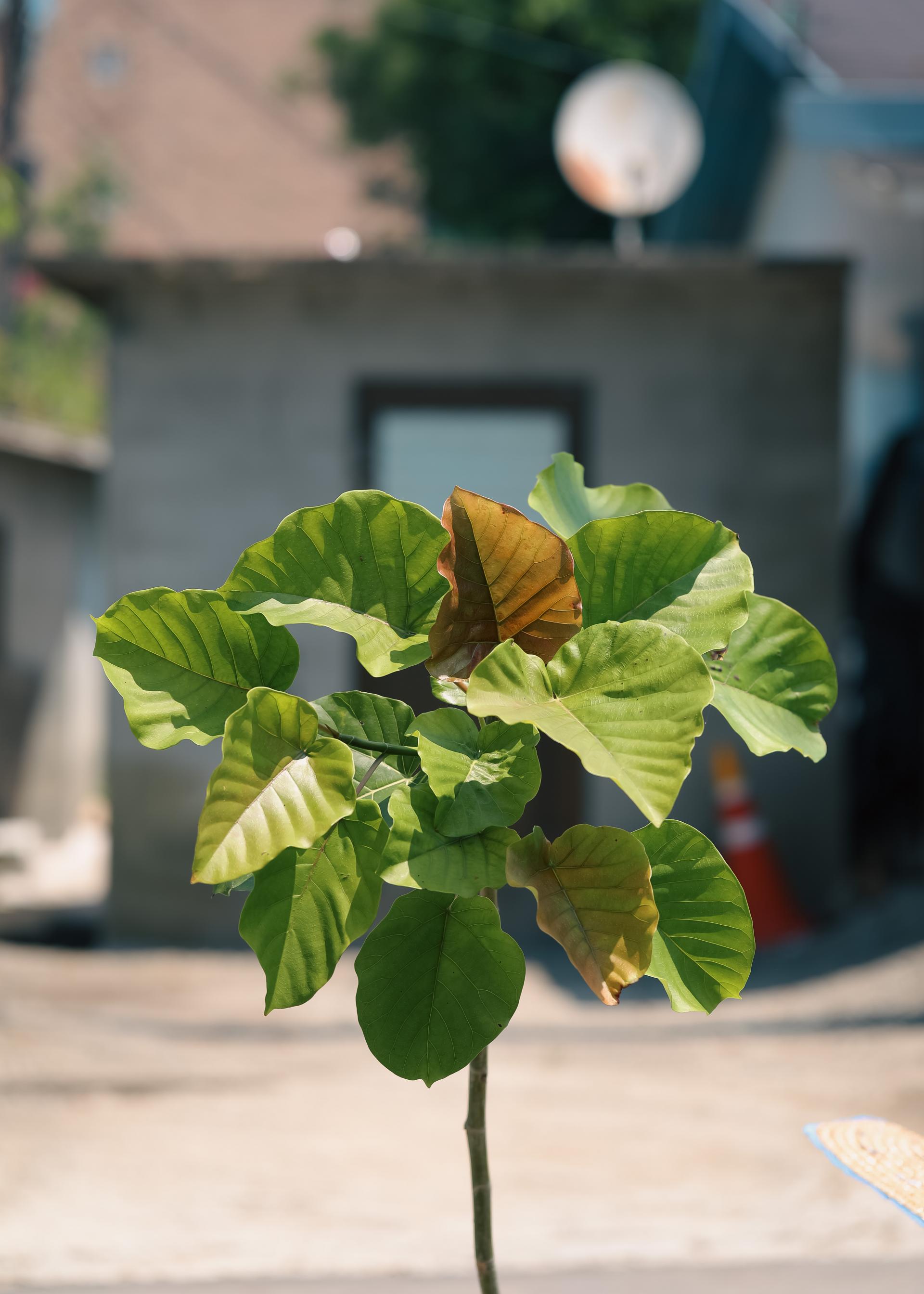 Ficus umbellata + Bergs Potter Copenhagen grey 휘커스 움벨라타 + 베르그포터 코펜하겐 그레이