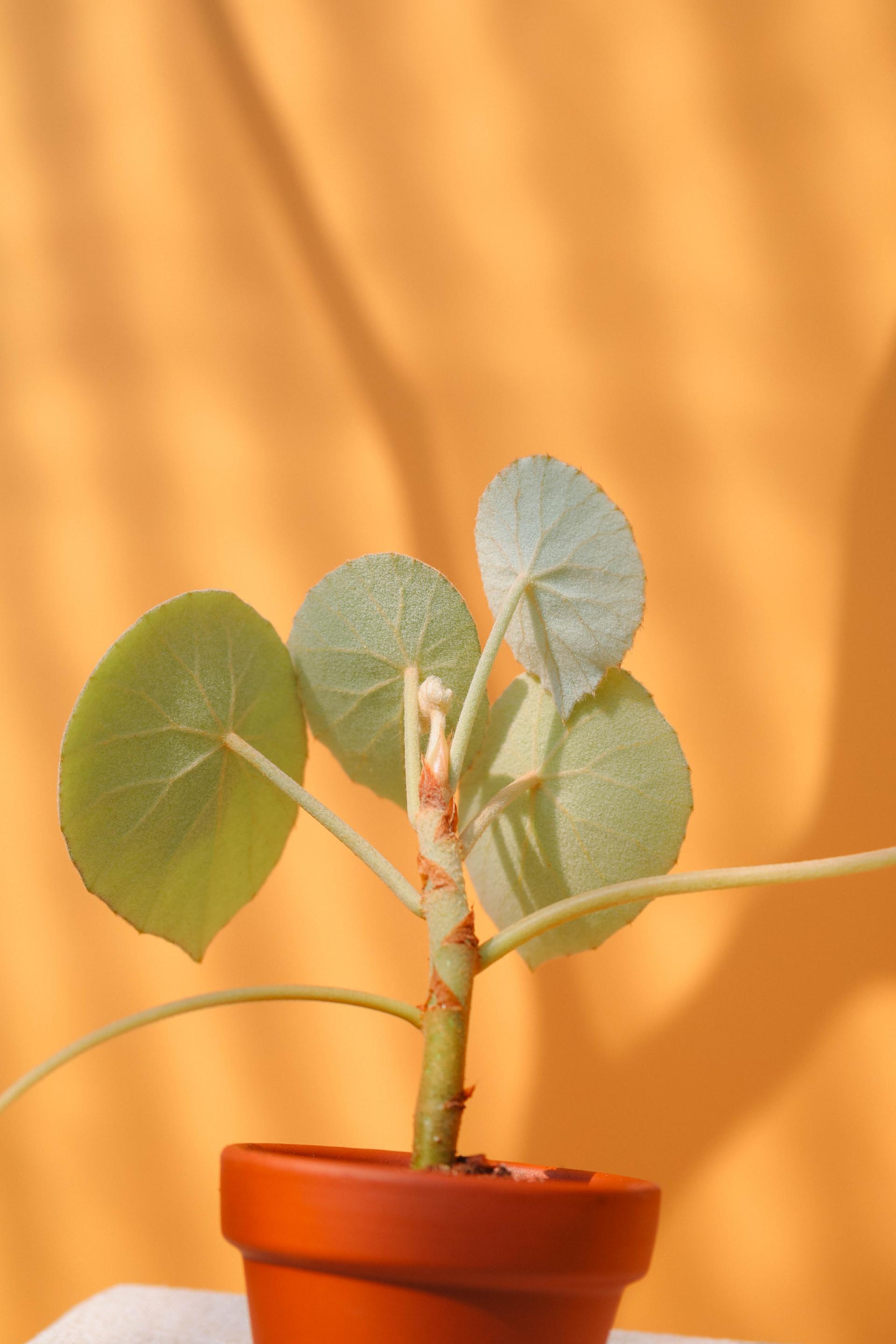 Begonia peltata (Begonia incana) + Italy terracotta pot 베고니아 인카나 + 이태리 테라코타팟