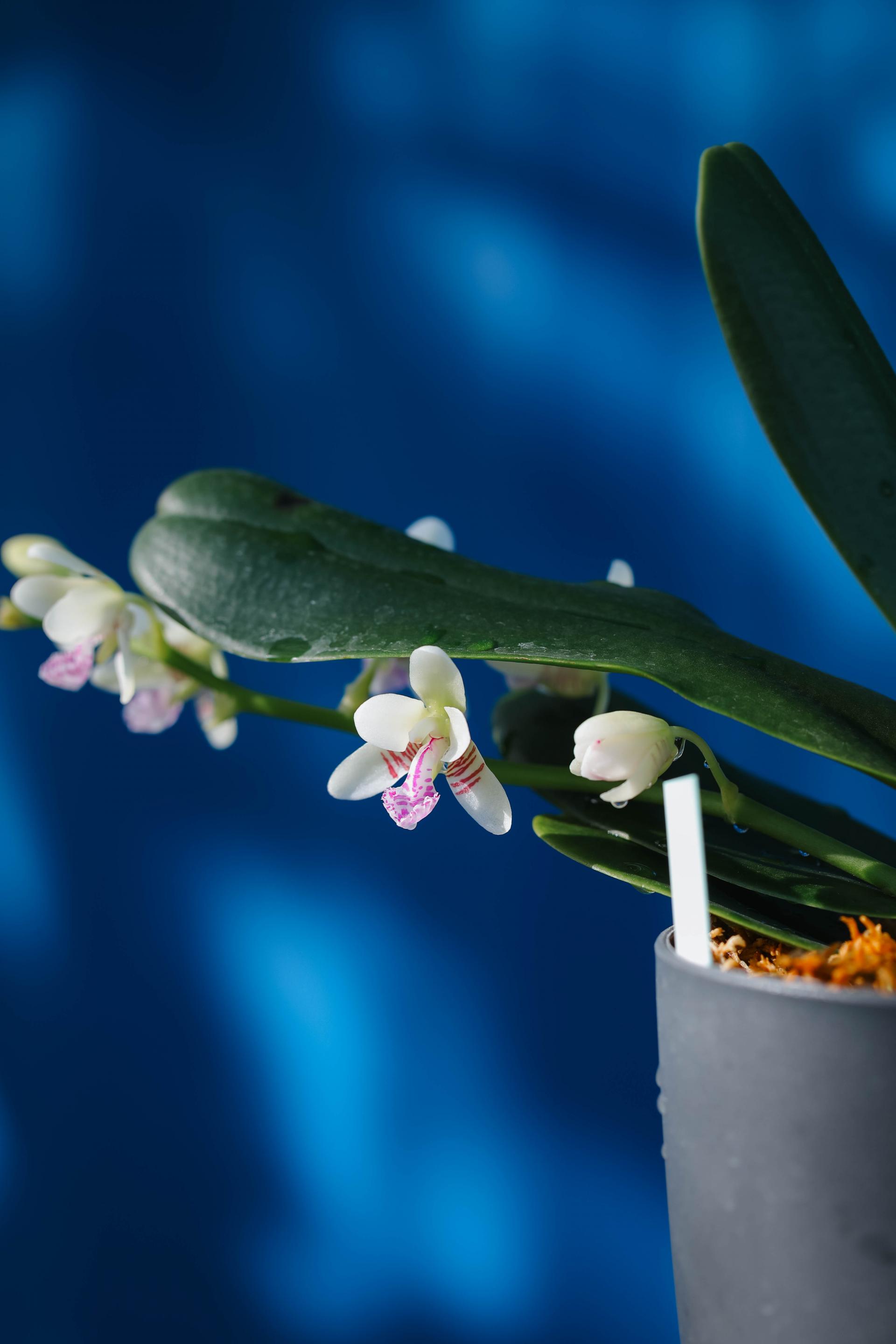 Sedirea japonica + Grey long pot 대엽 풍란 + 그레이 롱팟