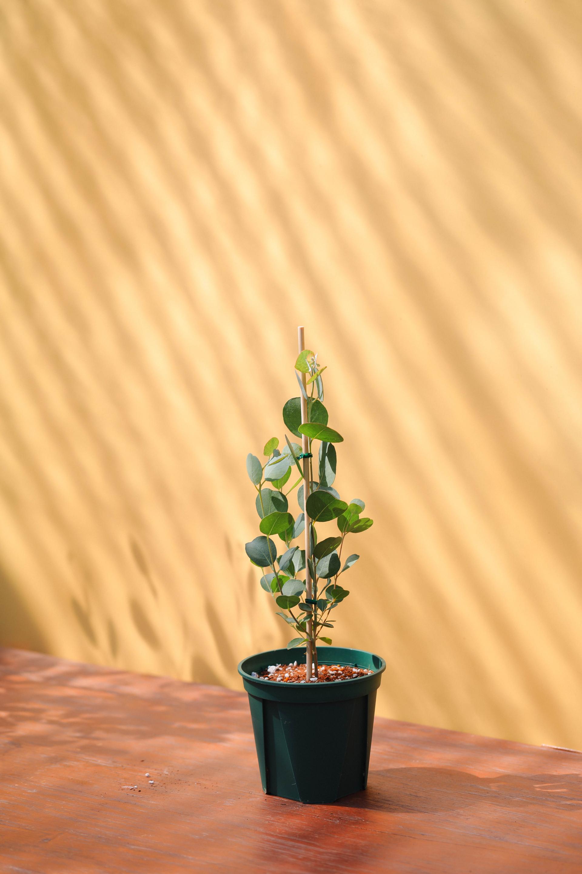 Eucalyptus orbifolia 유칼립투스 오르비폴리아 준중품