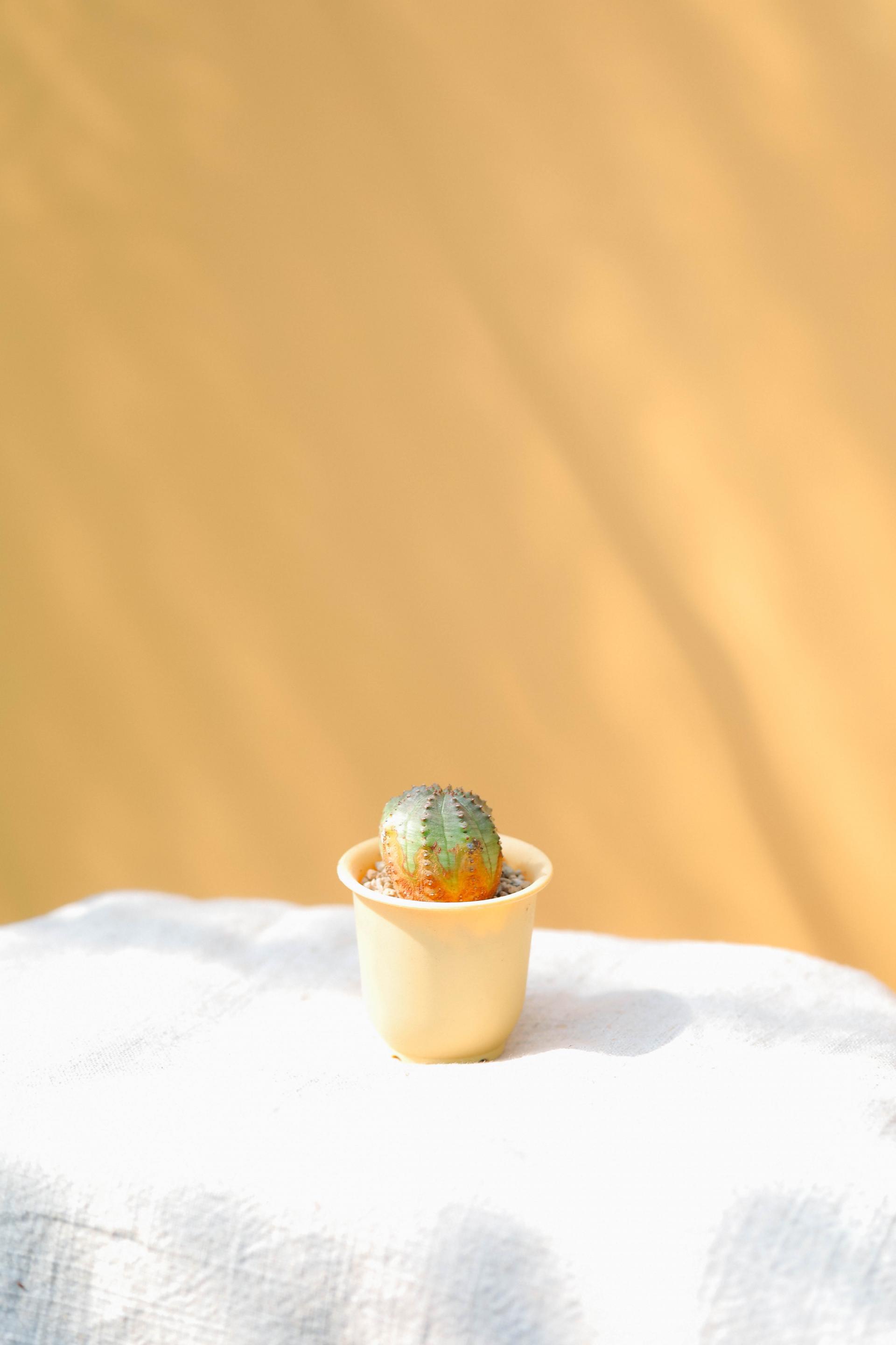 Euphorbia pseudoglobosa + Mini honey jar pot 유포르비아 수도글로보사 (오베사 몬스터) + 미니 허니자르팟 복제