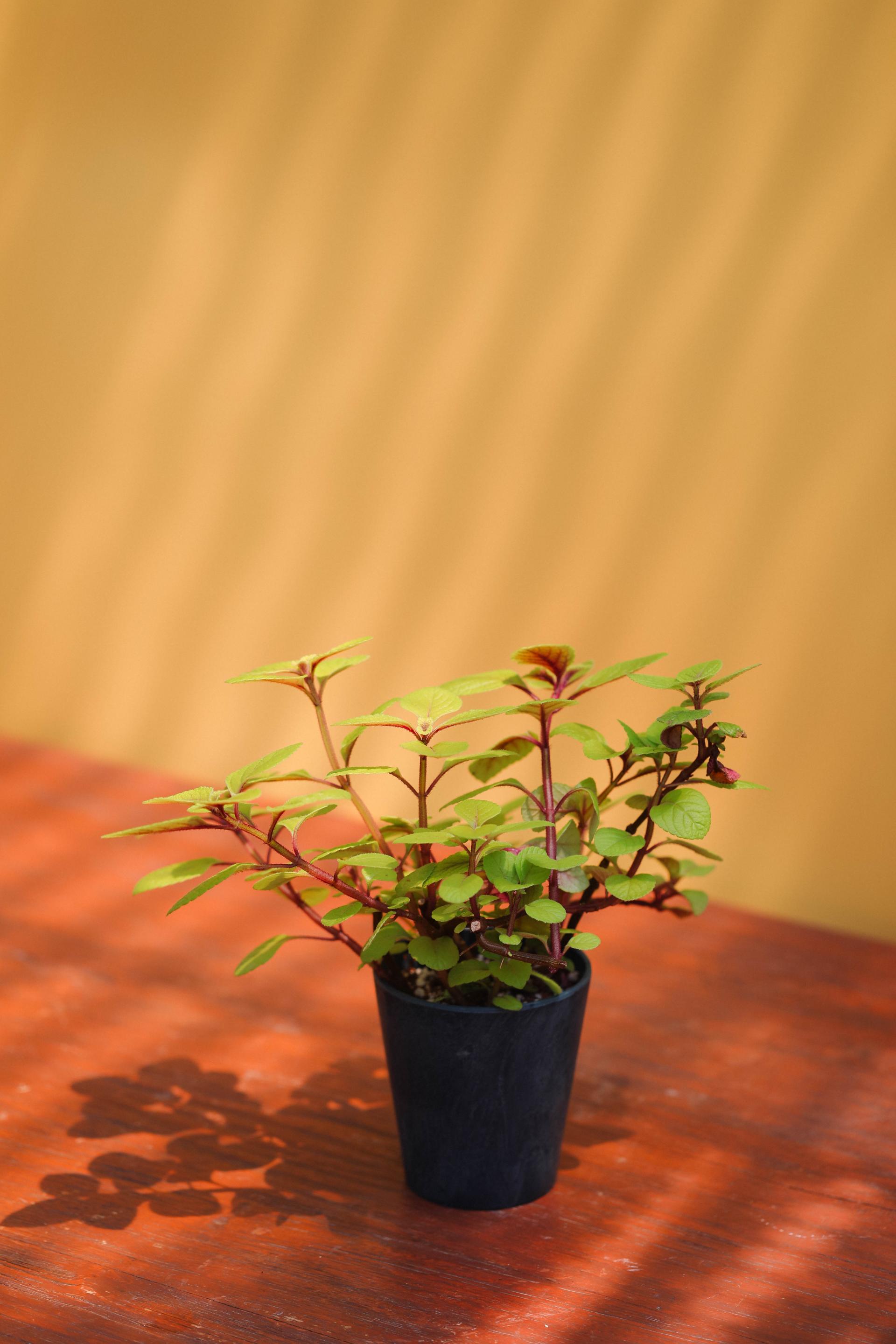 Plectranthus ciliatus 'Troy's Gold' + Navy marble pot 플렉트란서스 실리아투스 '트로이 골드' (스웨디시 아이비) + 네이비 마블팟