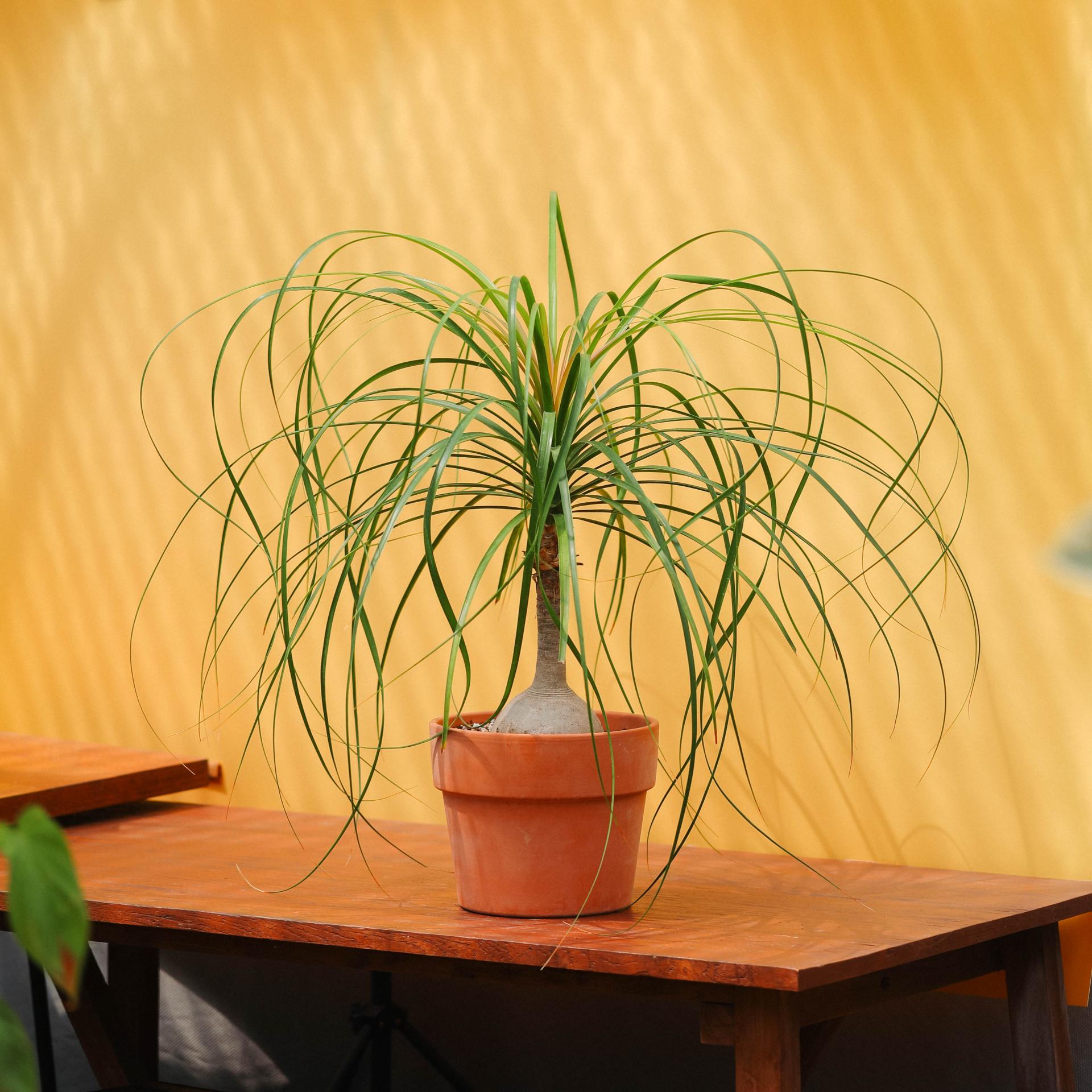 Beaucarnea recurvata + Italy block pot 덕구리난 (돗쿠리난) + 이태리 블럭팟