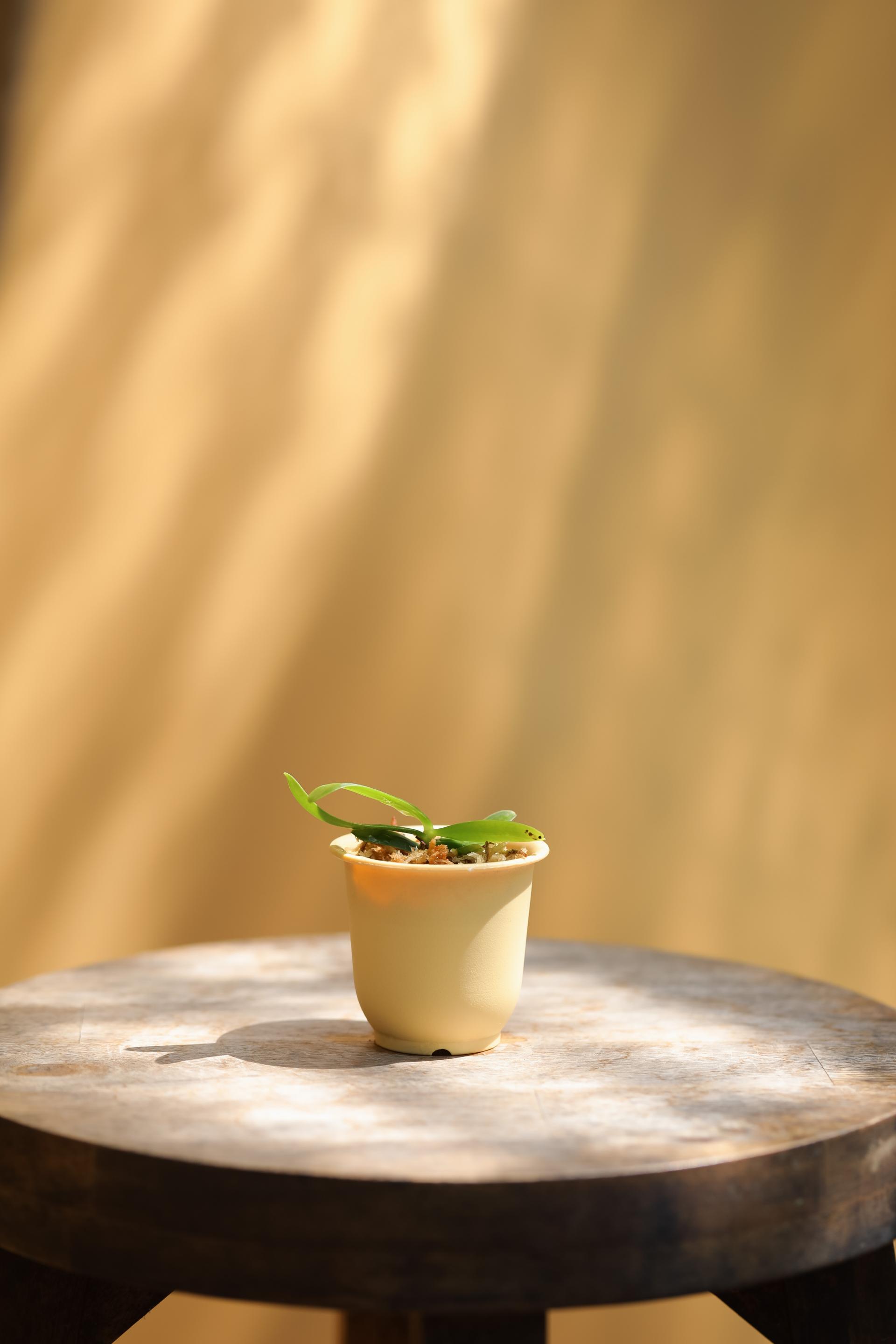 Tuberolabium kotoense + Mini honey jar pot 아리산 풍란 + 미니 허니자르팟