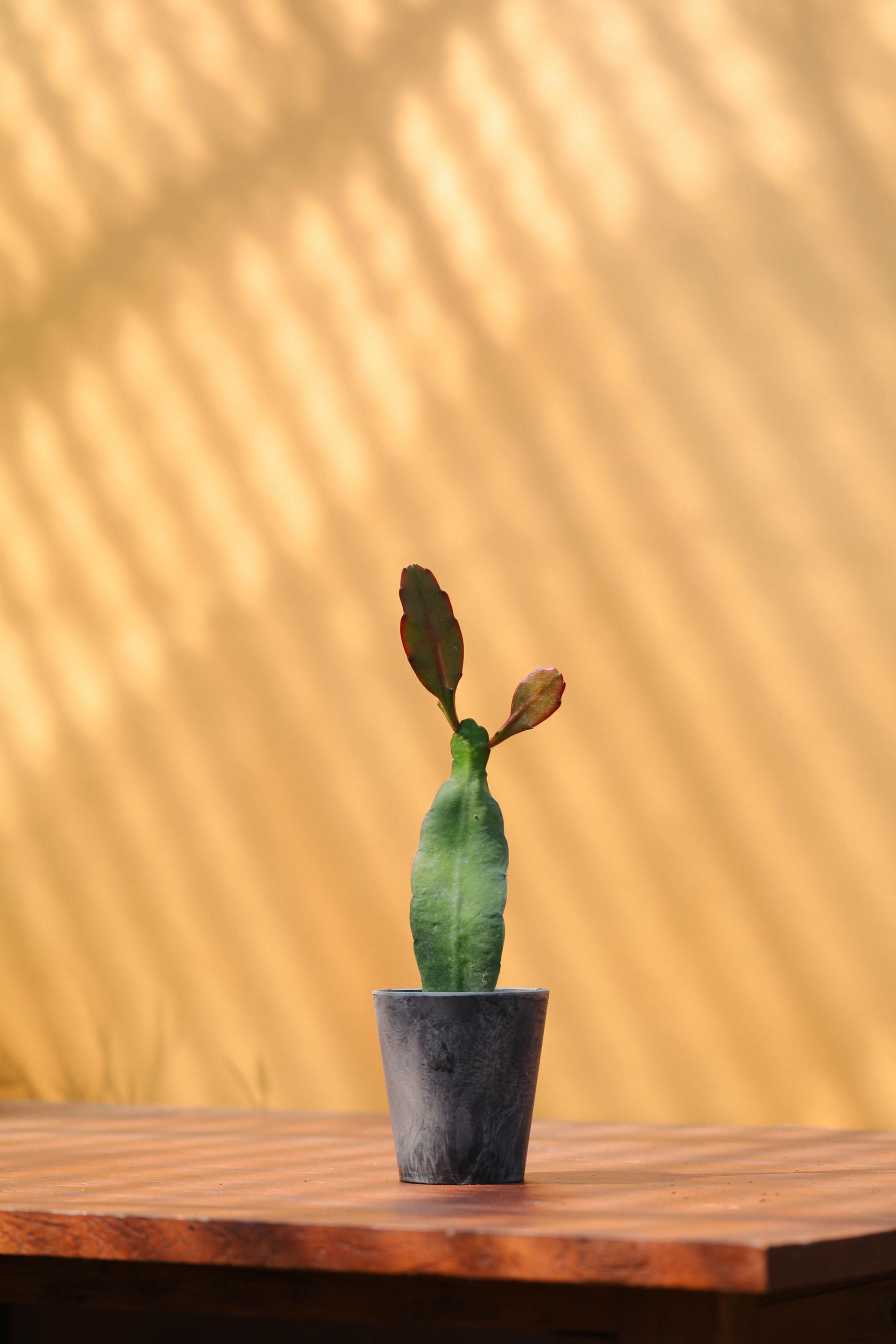 Disocactus ackermannii 공작 선인장 투톤