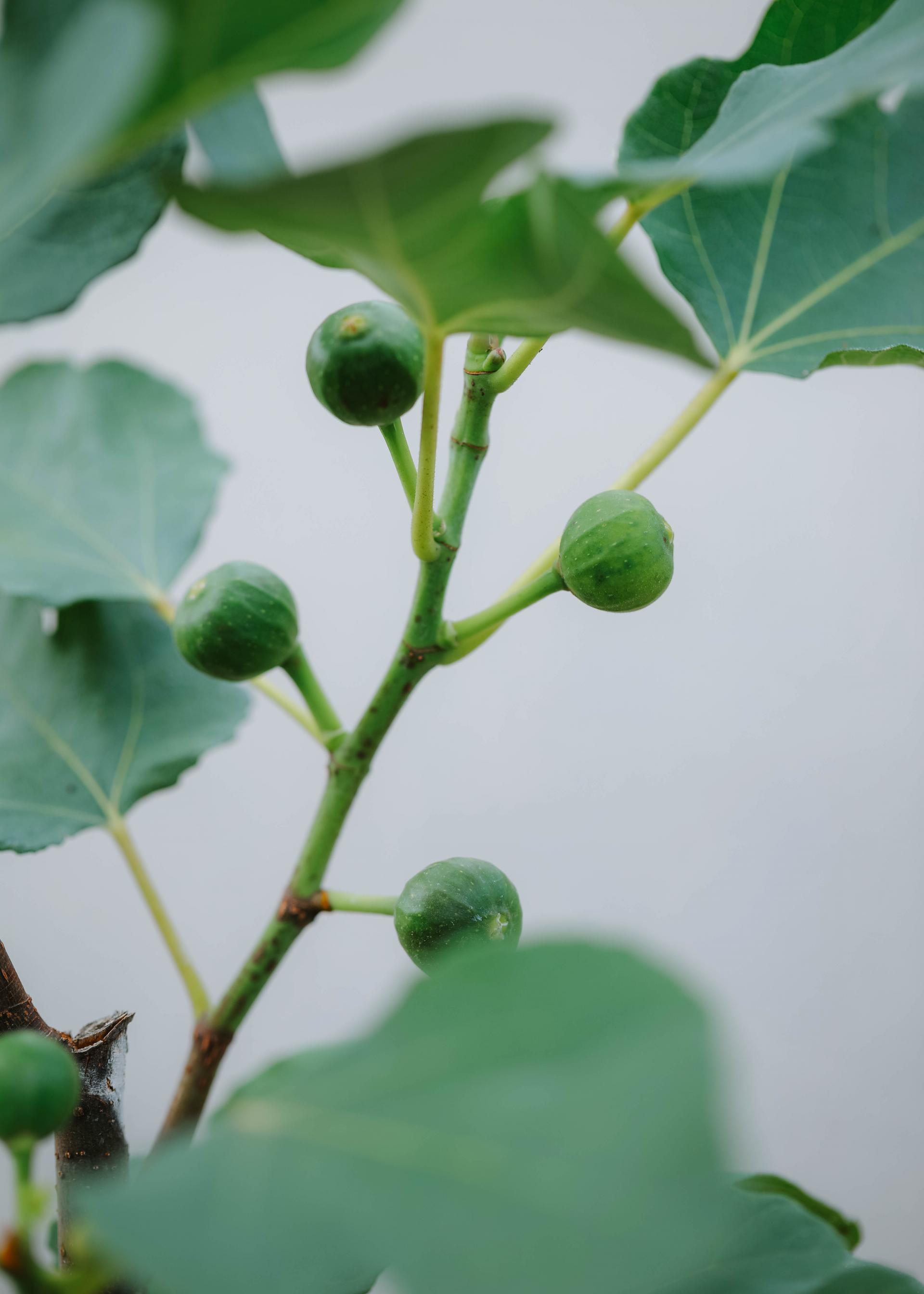 Ficus cariaca + Brown square pot 무화과 나무 + 브라운 스퀘어팟