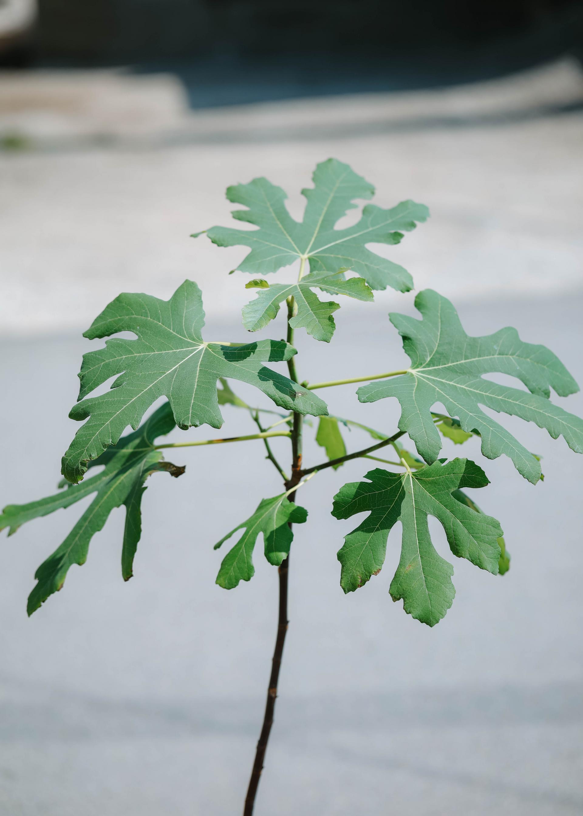 Ficus carica + Vintage jar pot 무화과나무 + 빈티지 자르팟 복제