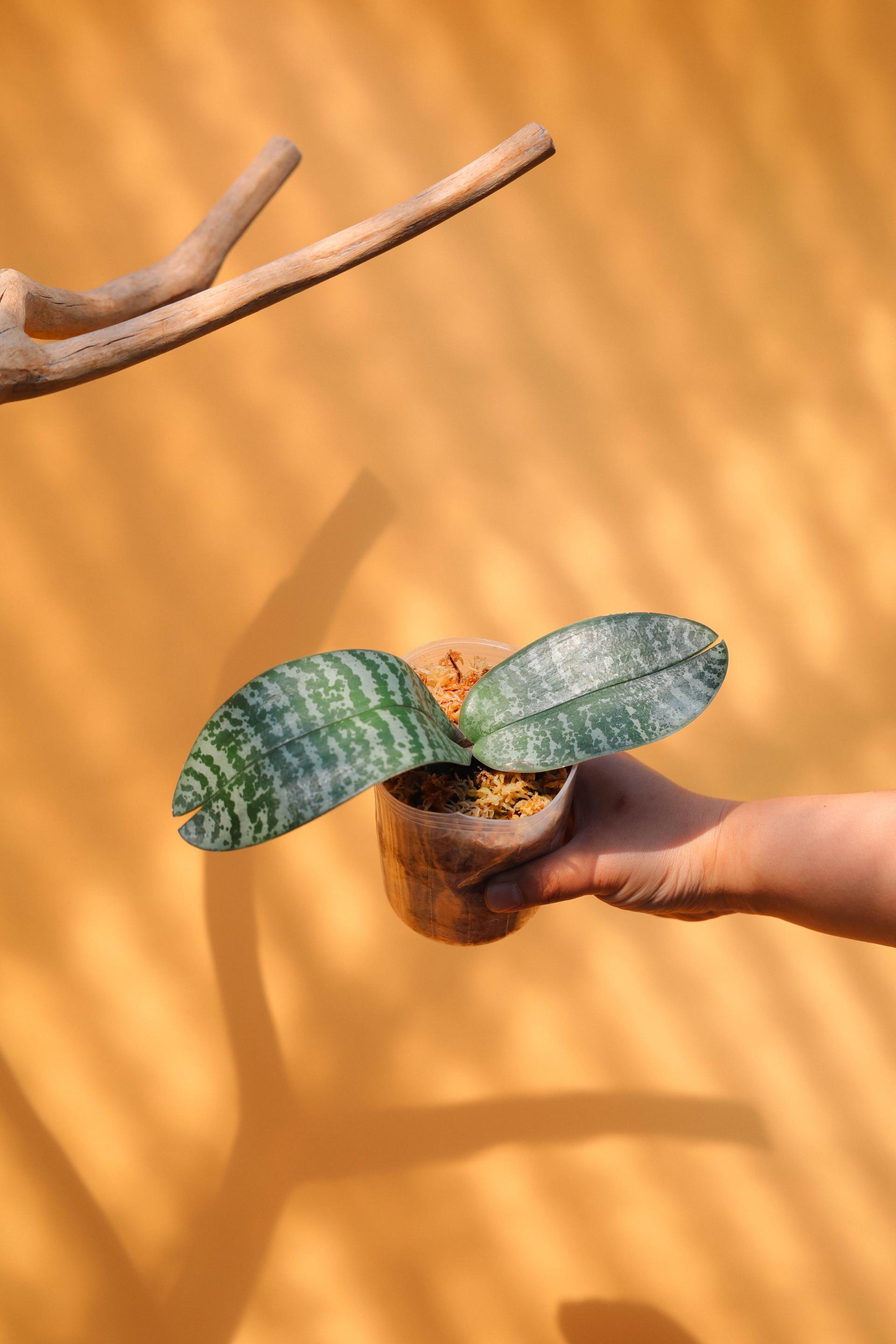 Phalaenopsis philippinensis 팔레놉시스 필리핀엔시스 (원종 호접란) 복제