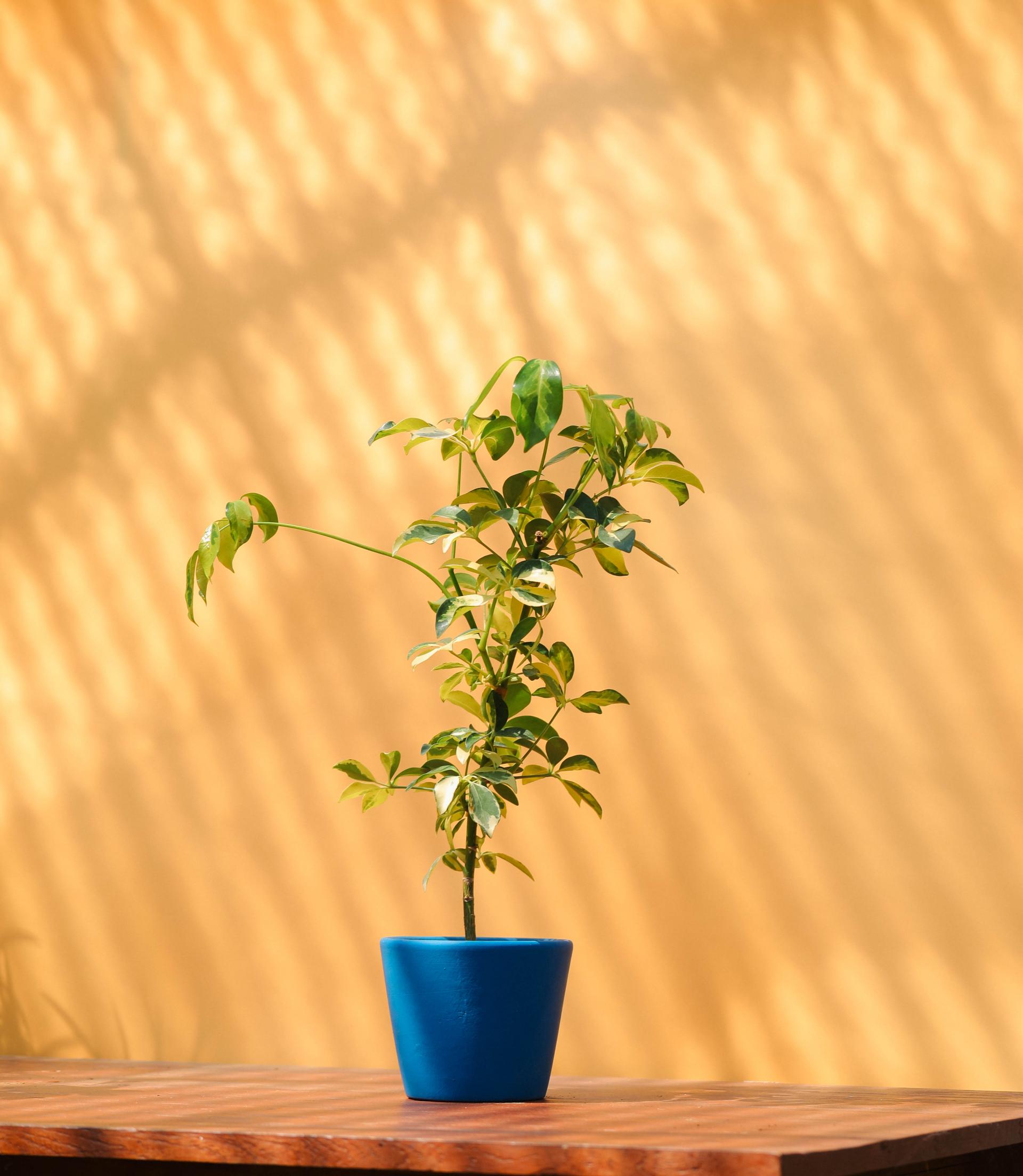 Schefflera arboricola dazzle + Serax blue pot 쉐프렐라 다즐 + 세락스 블루팟