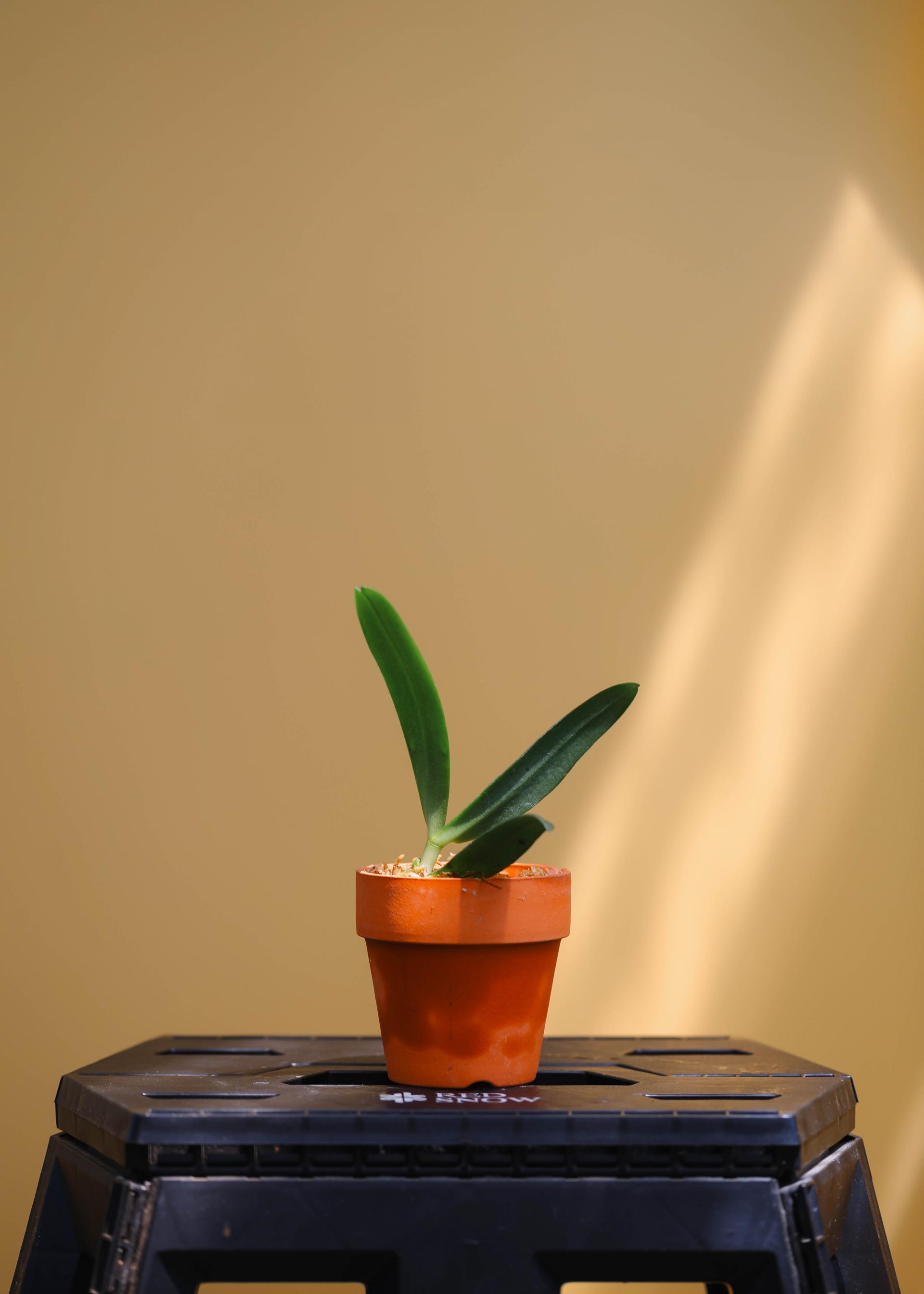 Aerangis modesta 에란기스 모데스타