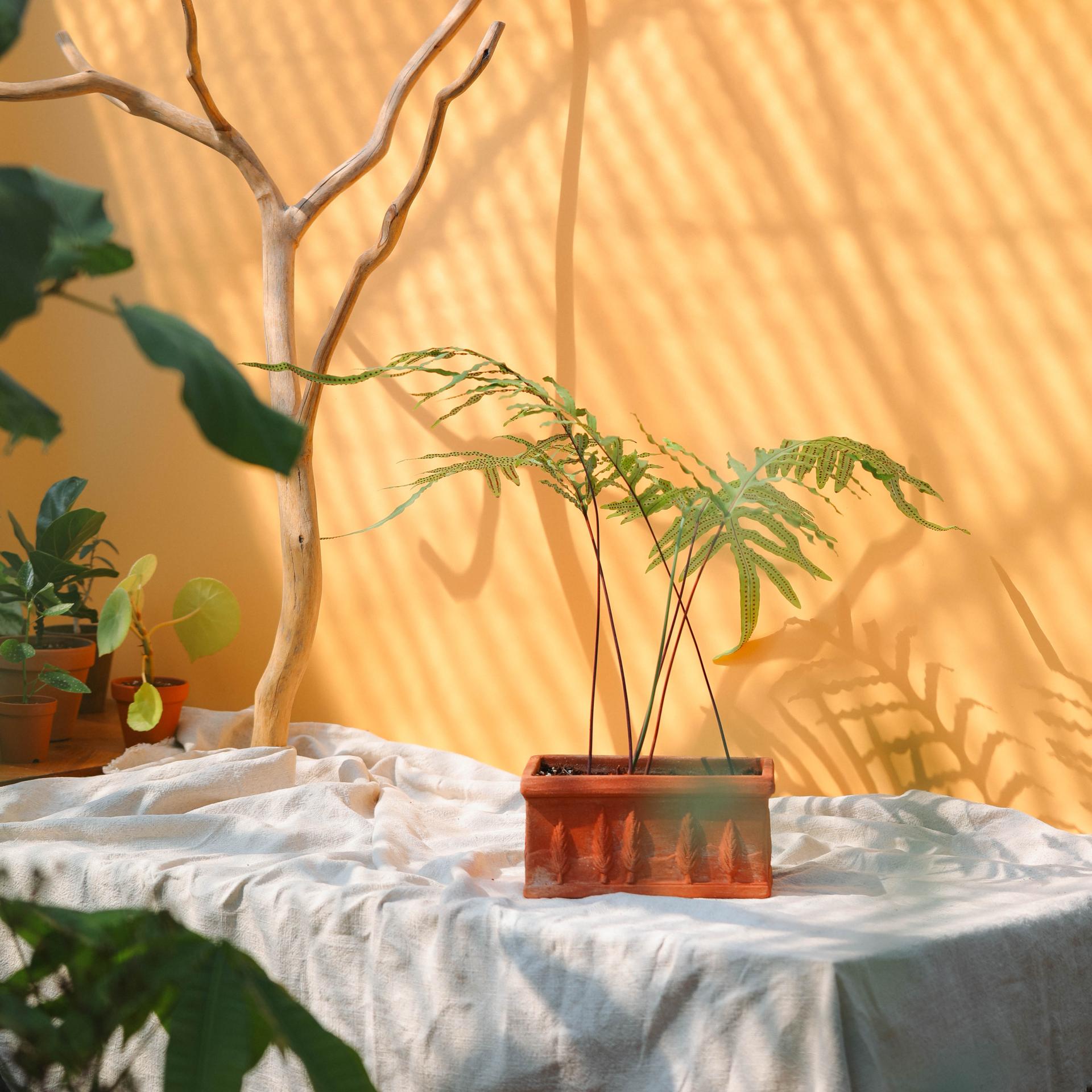 Phlebodium aureum + Italy oblong pot 플레보디움 아우레움 (원종) + 이태리 직사각팟
