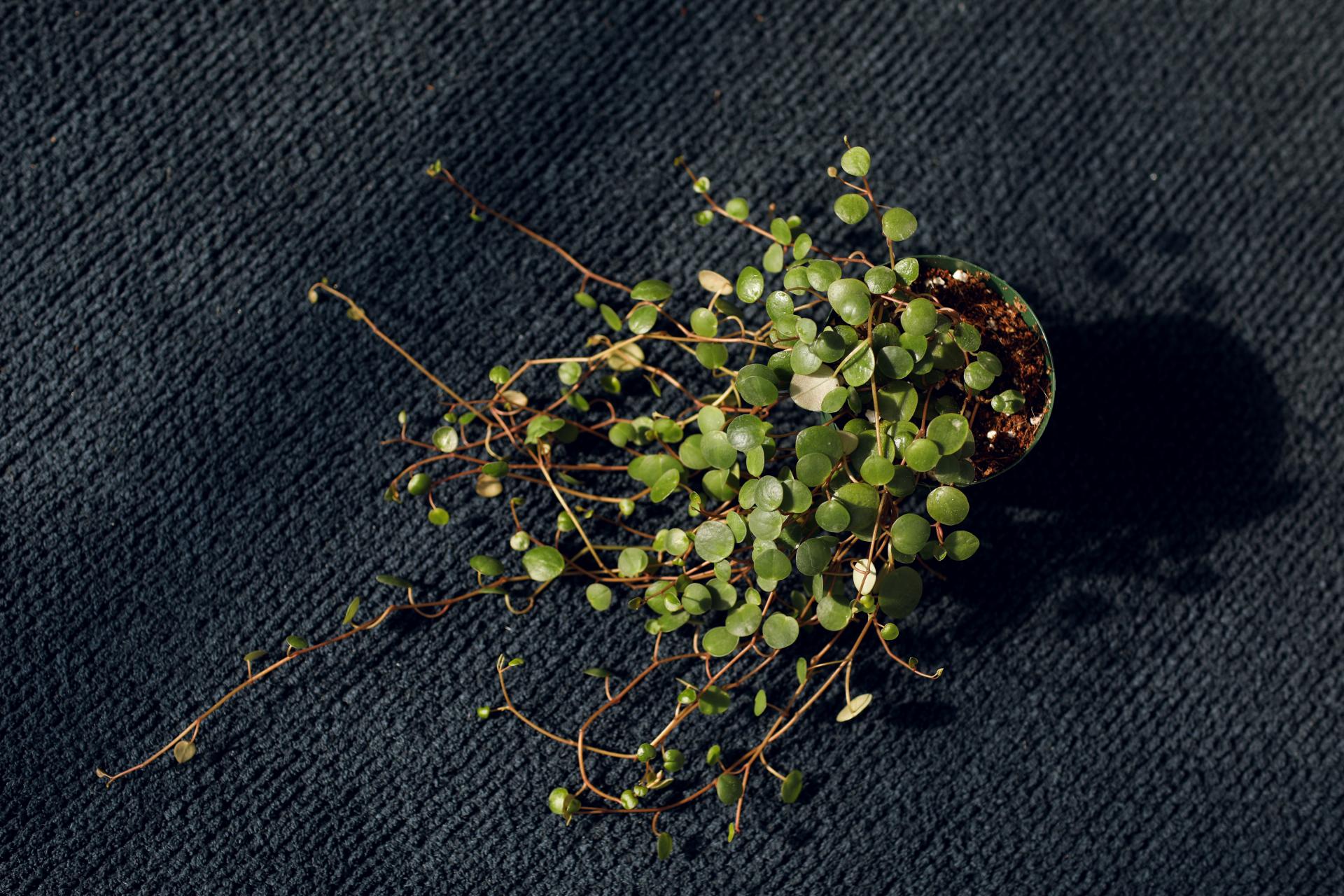 Peperomia 'Pepper Spot' 페페로미아 페퍼스팟