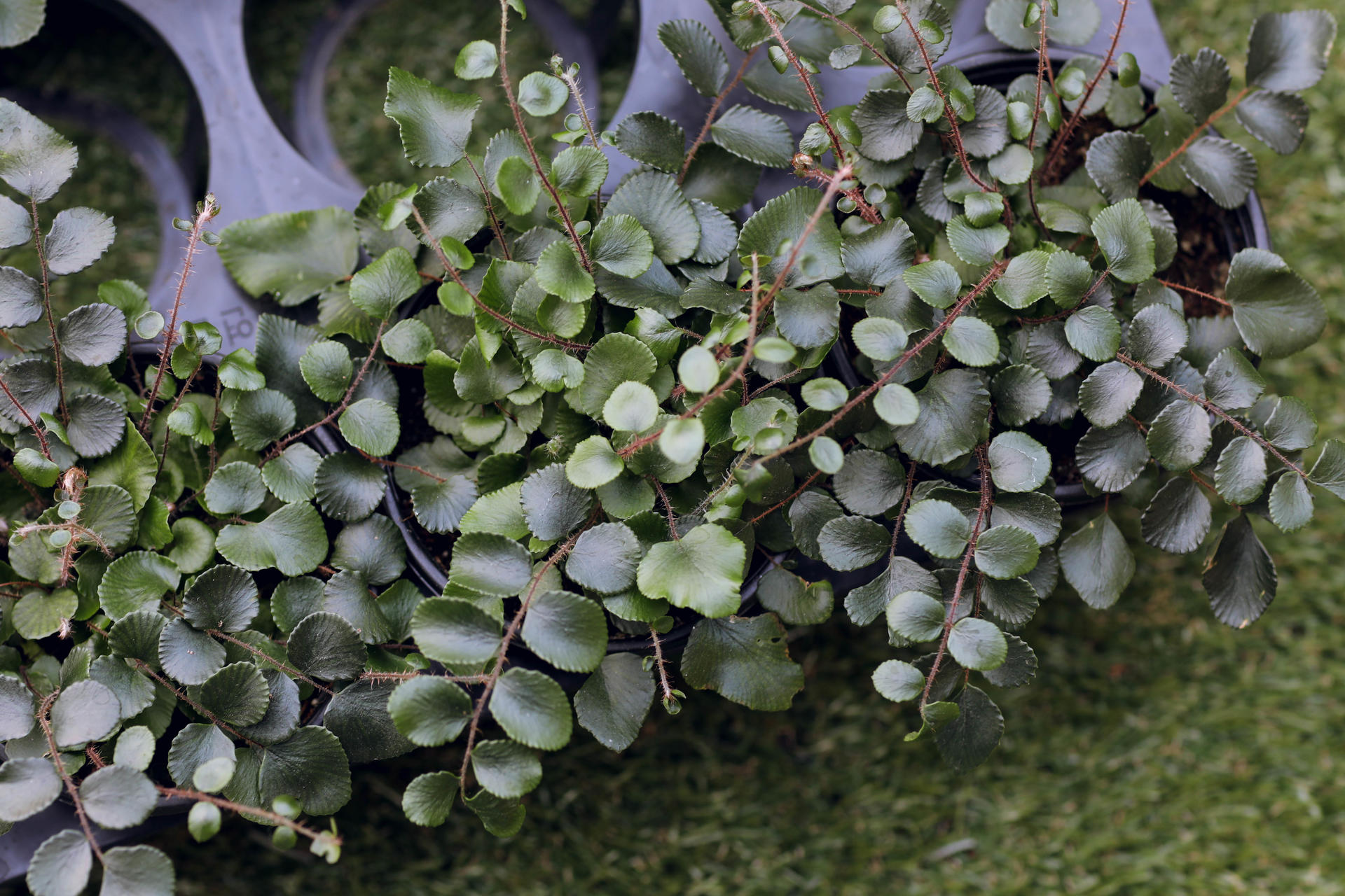 Pellaea rotundifolia (Button Fern) 펠리어 로툰디폴리아 (단추 고사리)