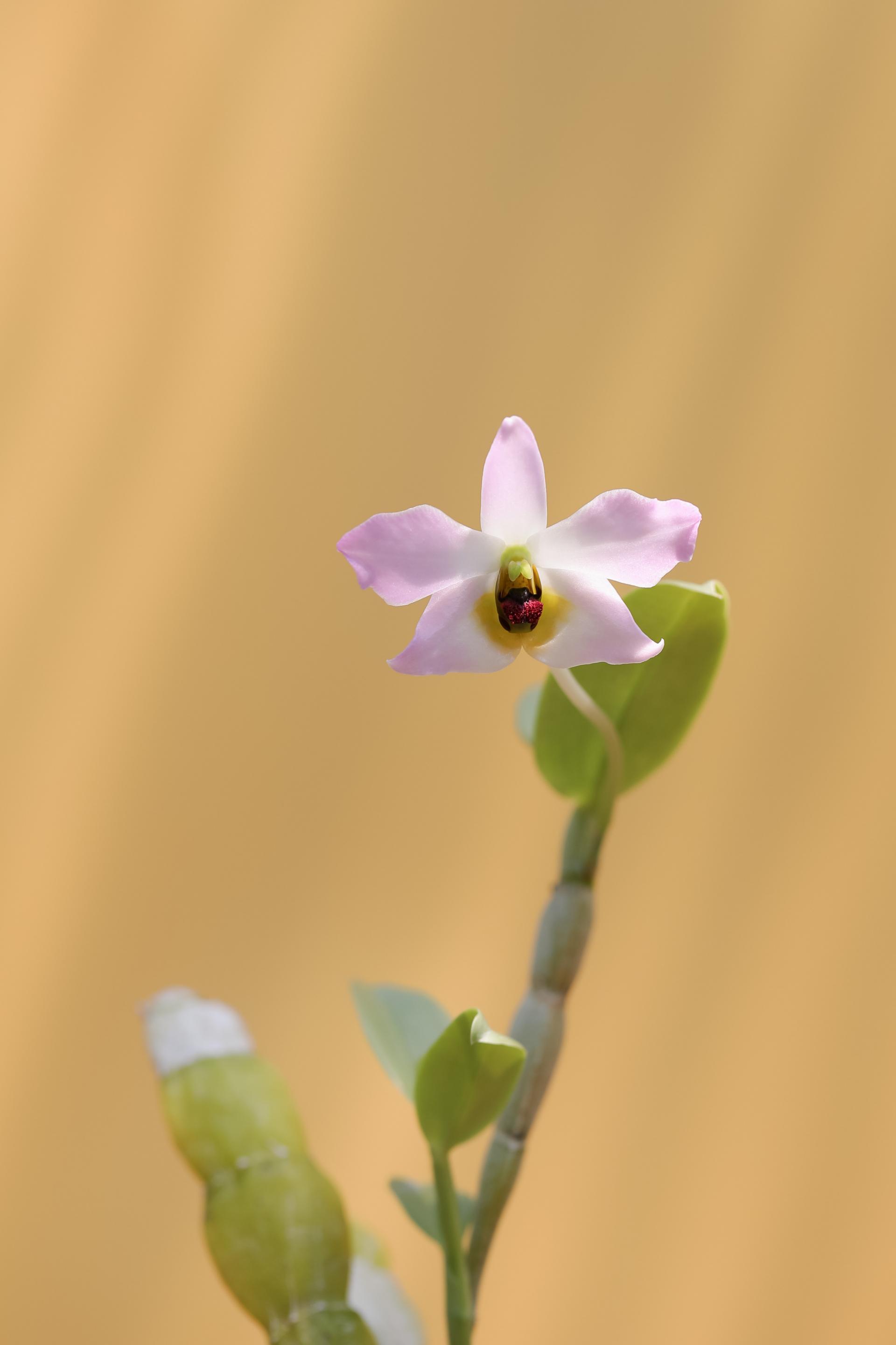 Dendrobium trantuanii 덴드로비움 트란투아니