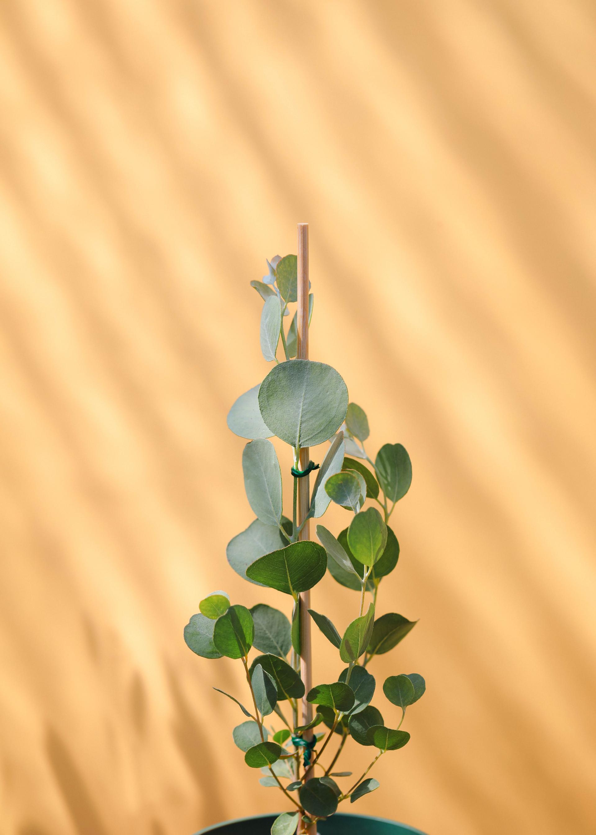 Eucalyptus orbifolia 유칼립투스 오르비폴리아 준중품