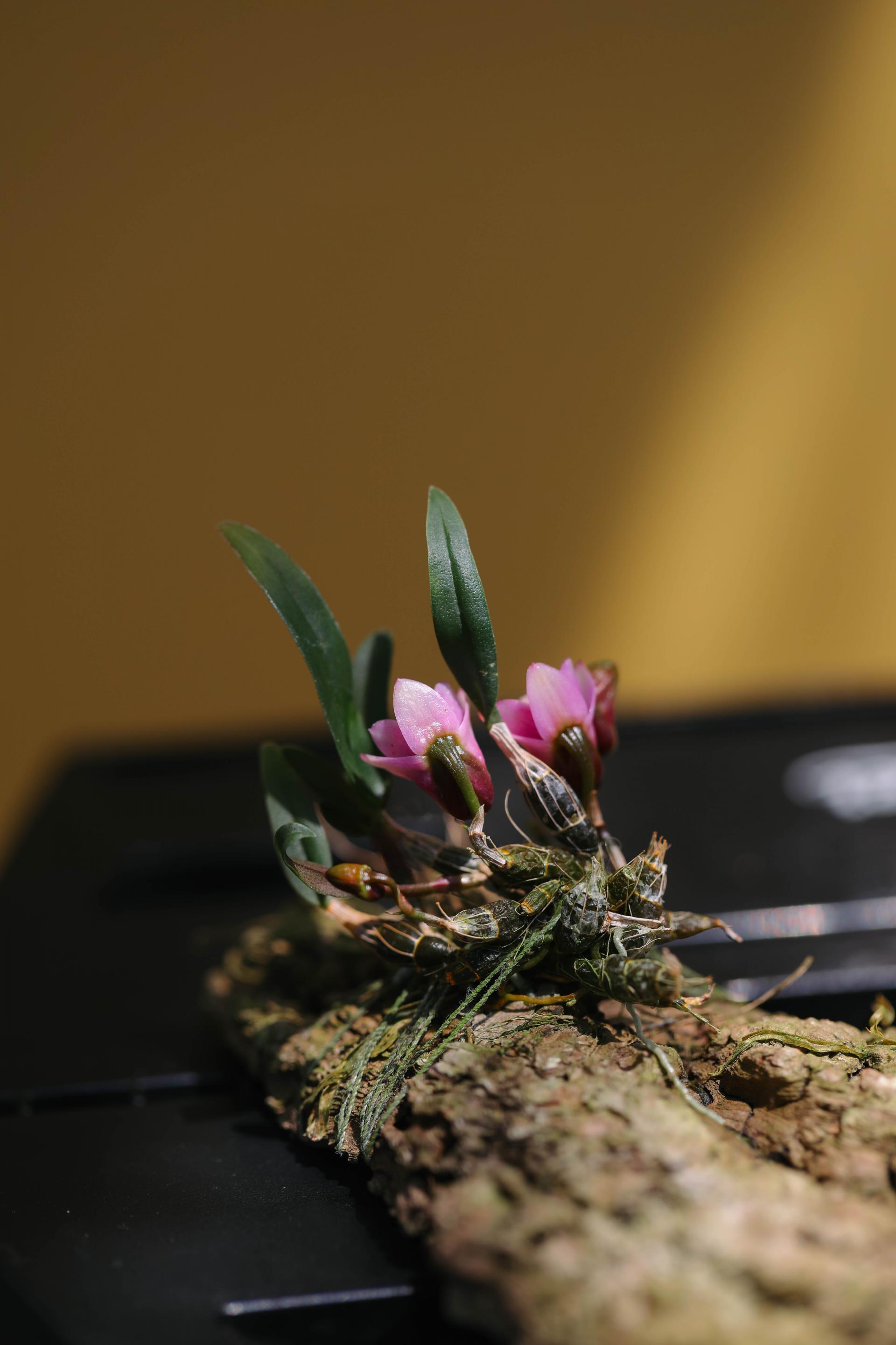 Dendrobium fuscifaucium 덴드로비움 퍼시파우시움