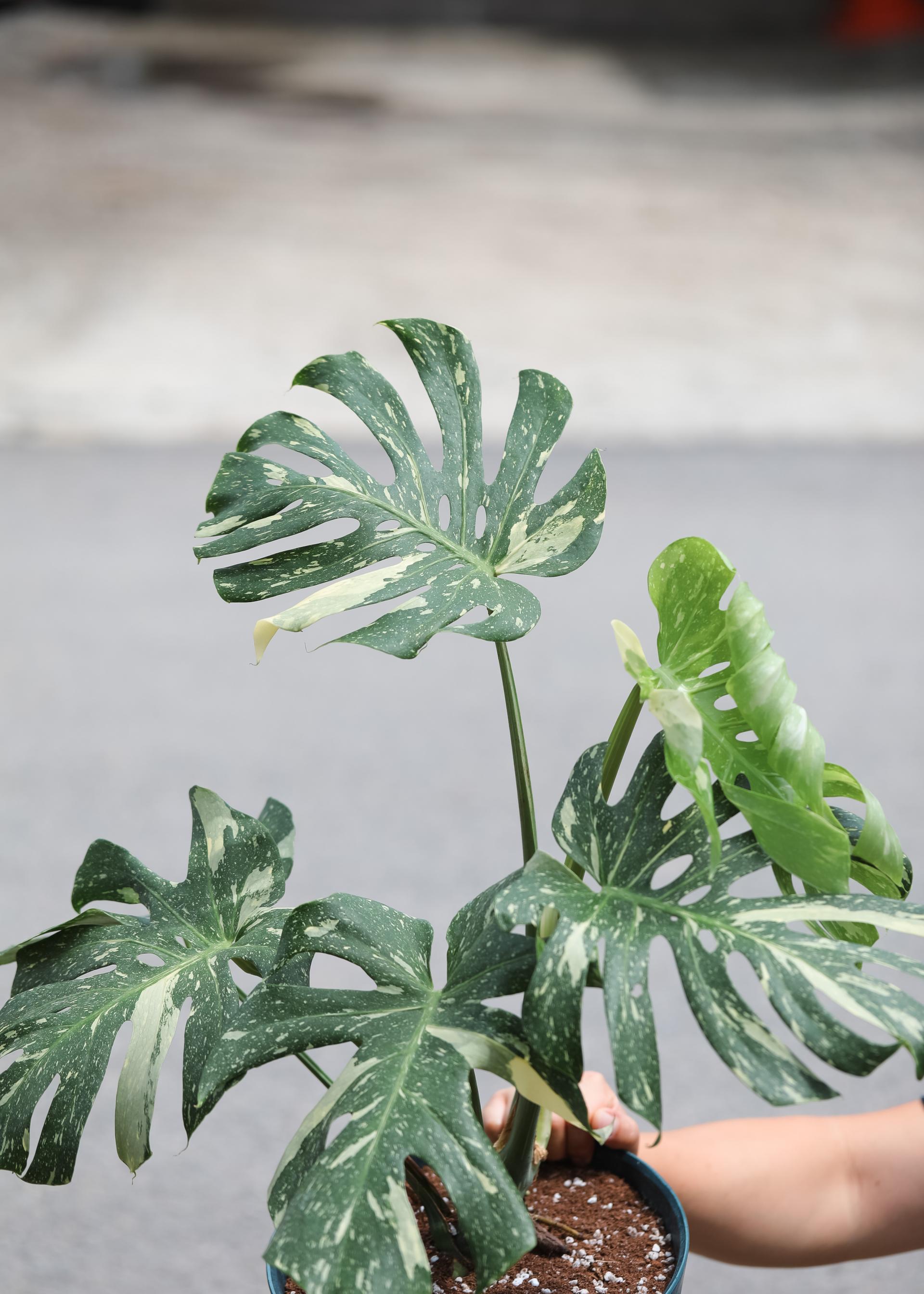 Monstera deliciosa 'Thai Constellation' + Navy circle pot 몬스테라 델리시오사 타이 컨스텔레이션 + 네이비 써클팟