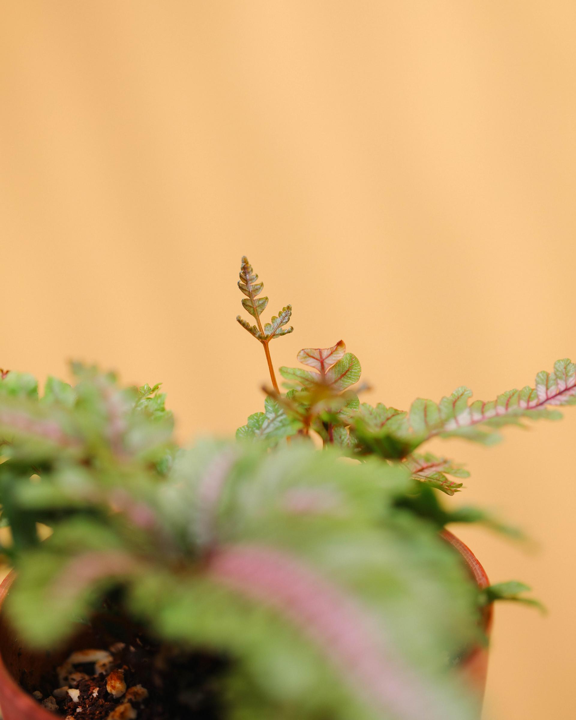 Pteris aspericaulis var. tricolor 프테리스 아스퍼리카울리스 트리컬러