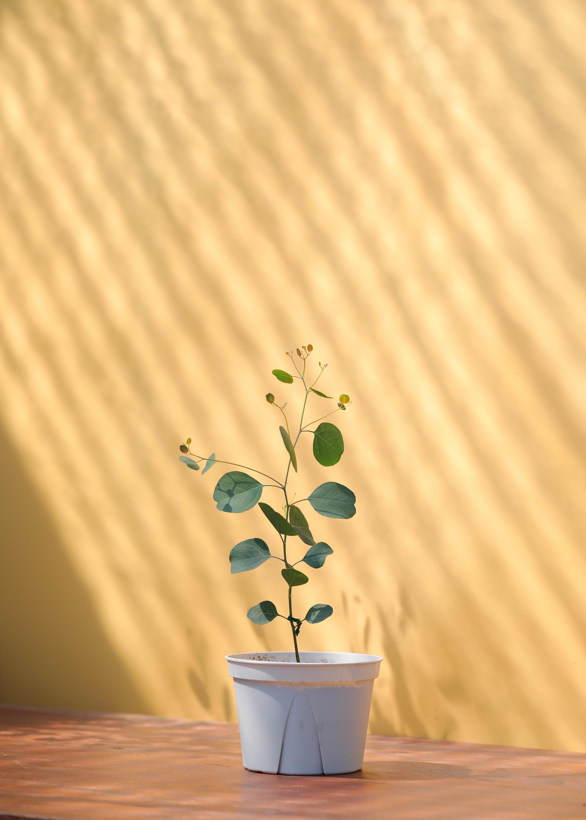 Eucalyptus polyanthemos 유칼립투스 폴리안 준중품