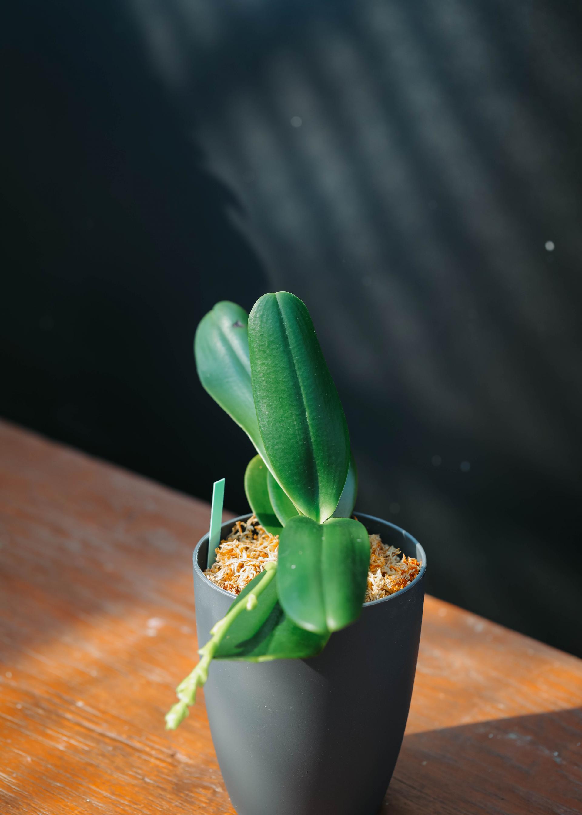 Sedirea japonica + Grey long pot 대엽 풍란 + 그레이 롱팟