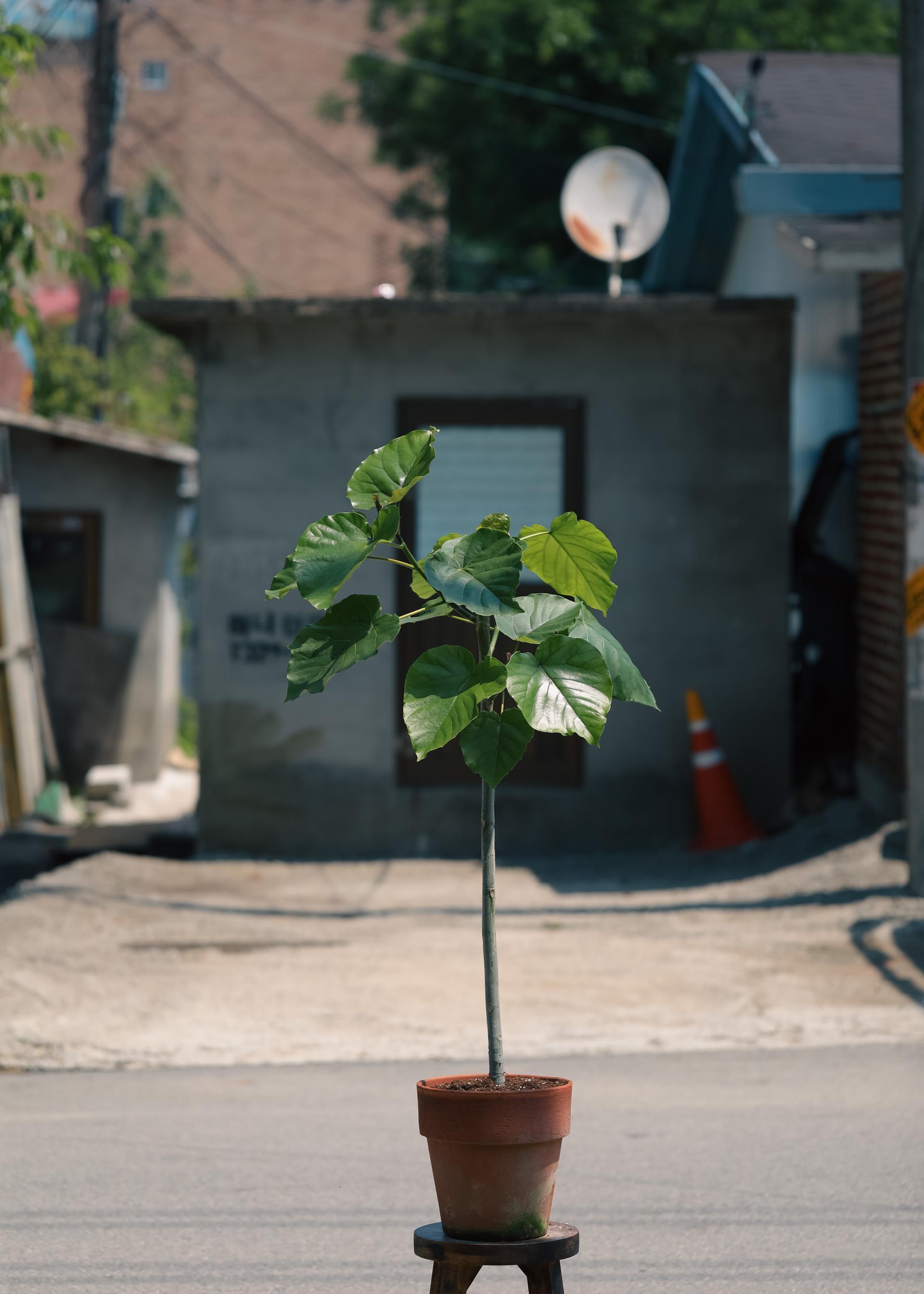 Ficus umbellata + Bergs Potter Copenhagen grey 휘커스 움벨라타 + 베르그포터 코펜하겐 그레이 복제