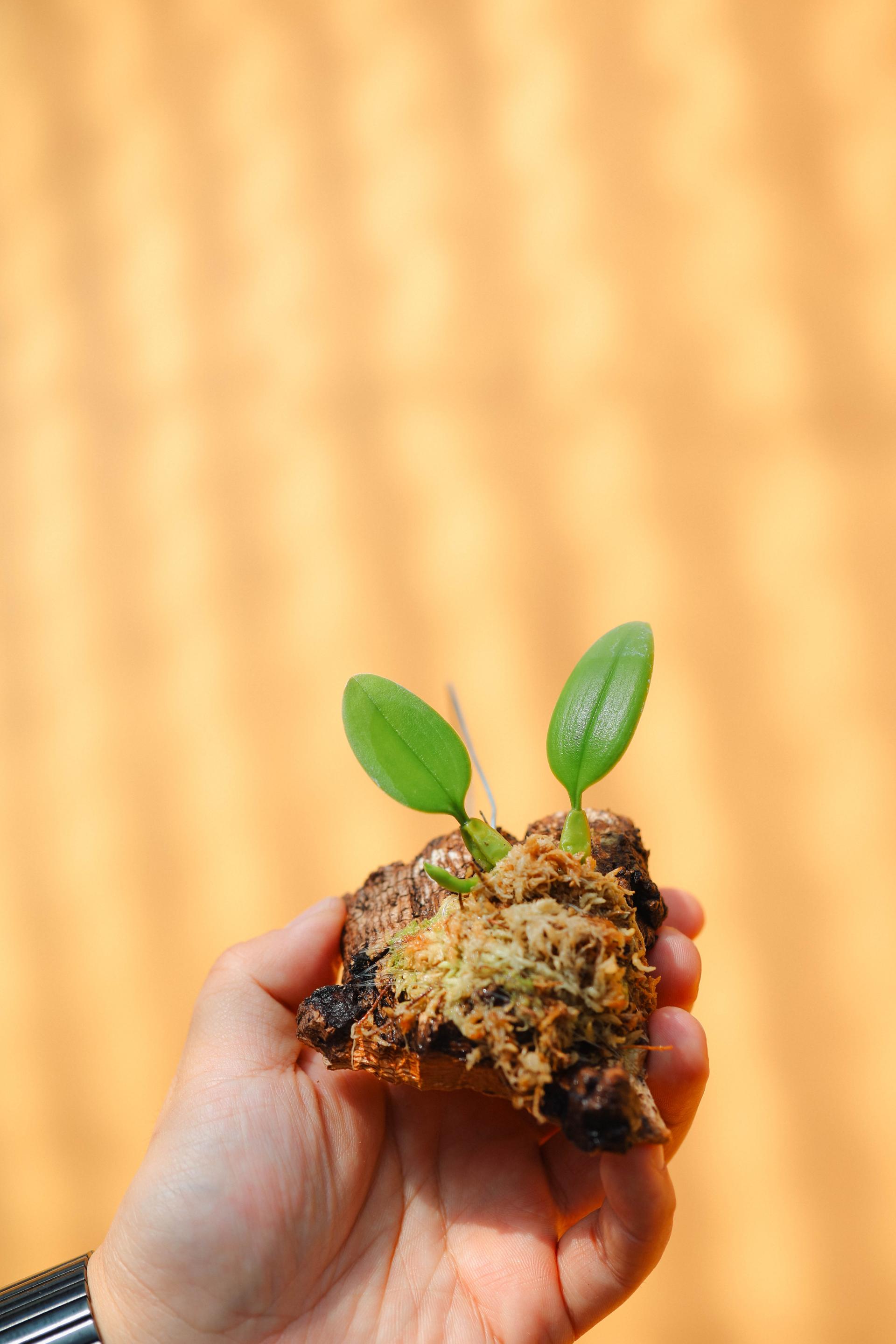 Bulbophyllum lasiochilum 벌보필름 라시오칠럼 복제