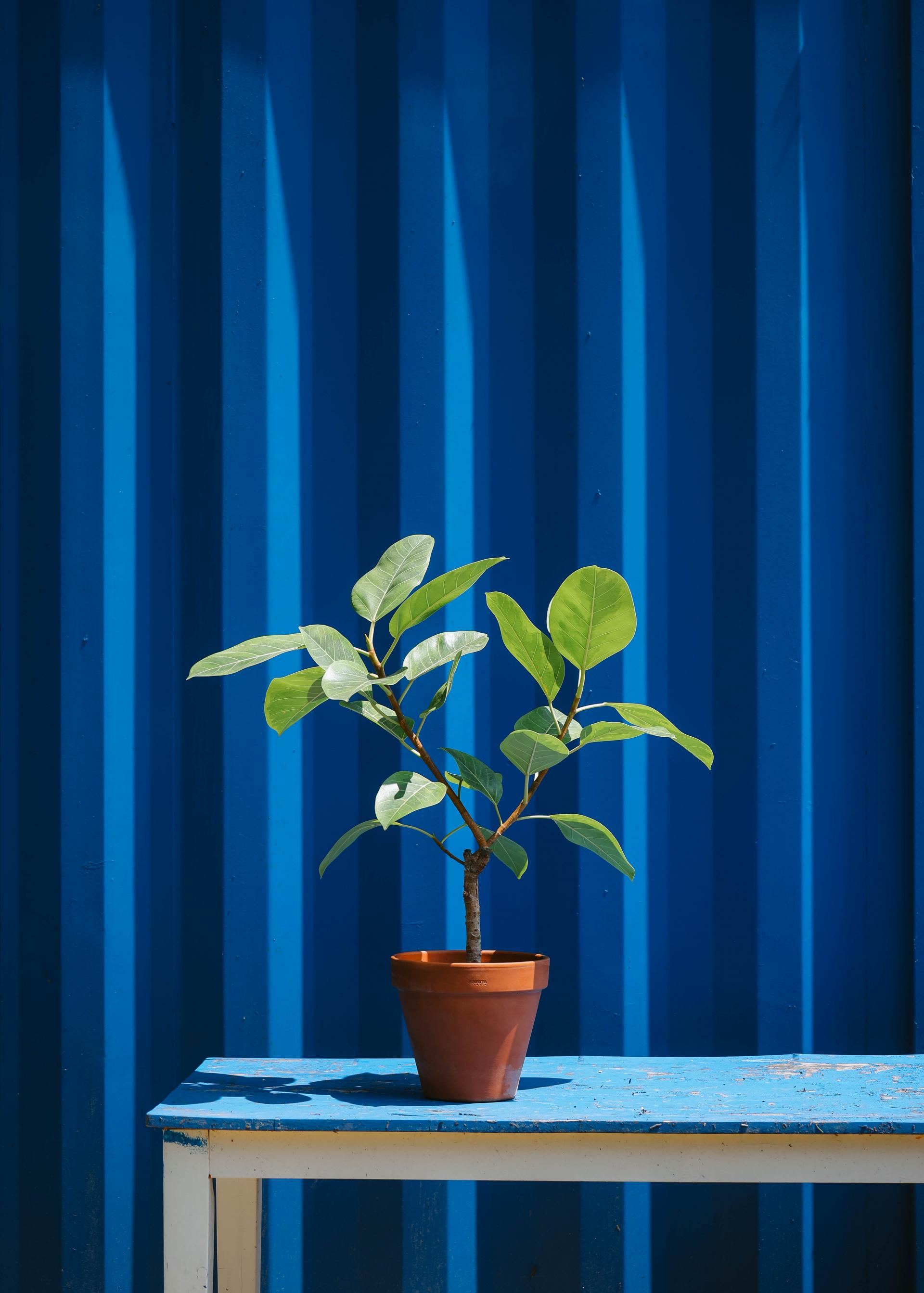 Ficus benghalensis variegated + Italy terracotta 휘커스 뱅갈엔시스 무늬종 + 이태리 테라코타팟