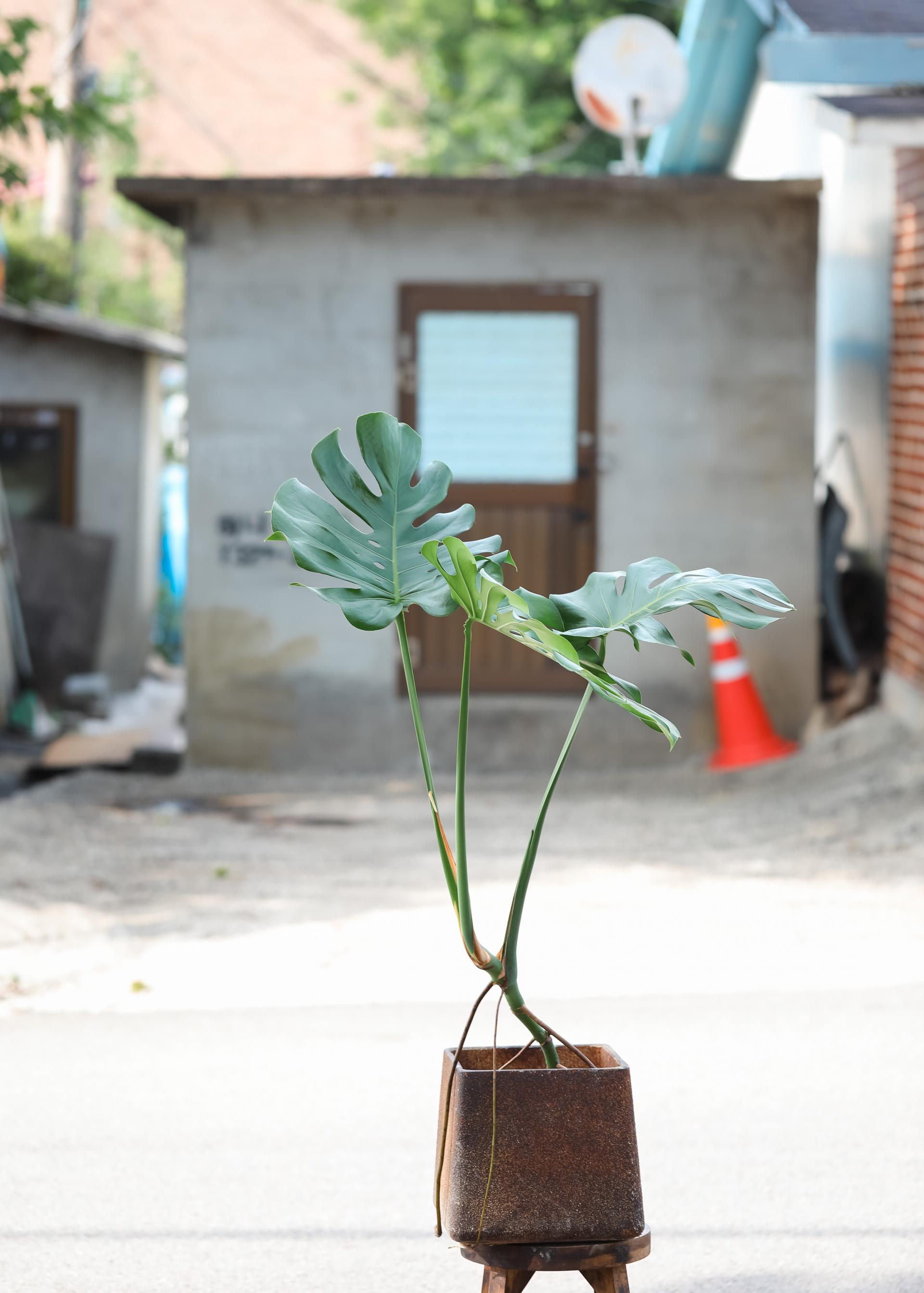 Monstera deliciosa + D&M cave rust pot 몬스테라 델리시오사 + 디앤엠 케이브 러스트팟