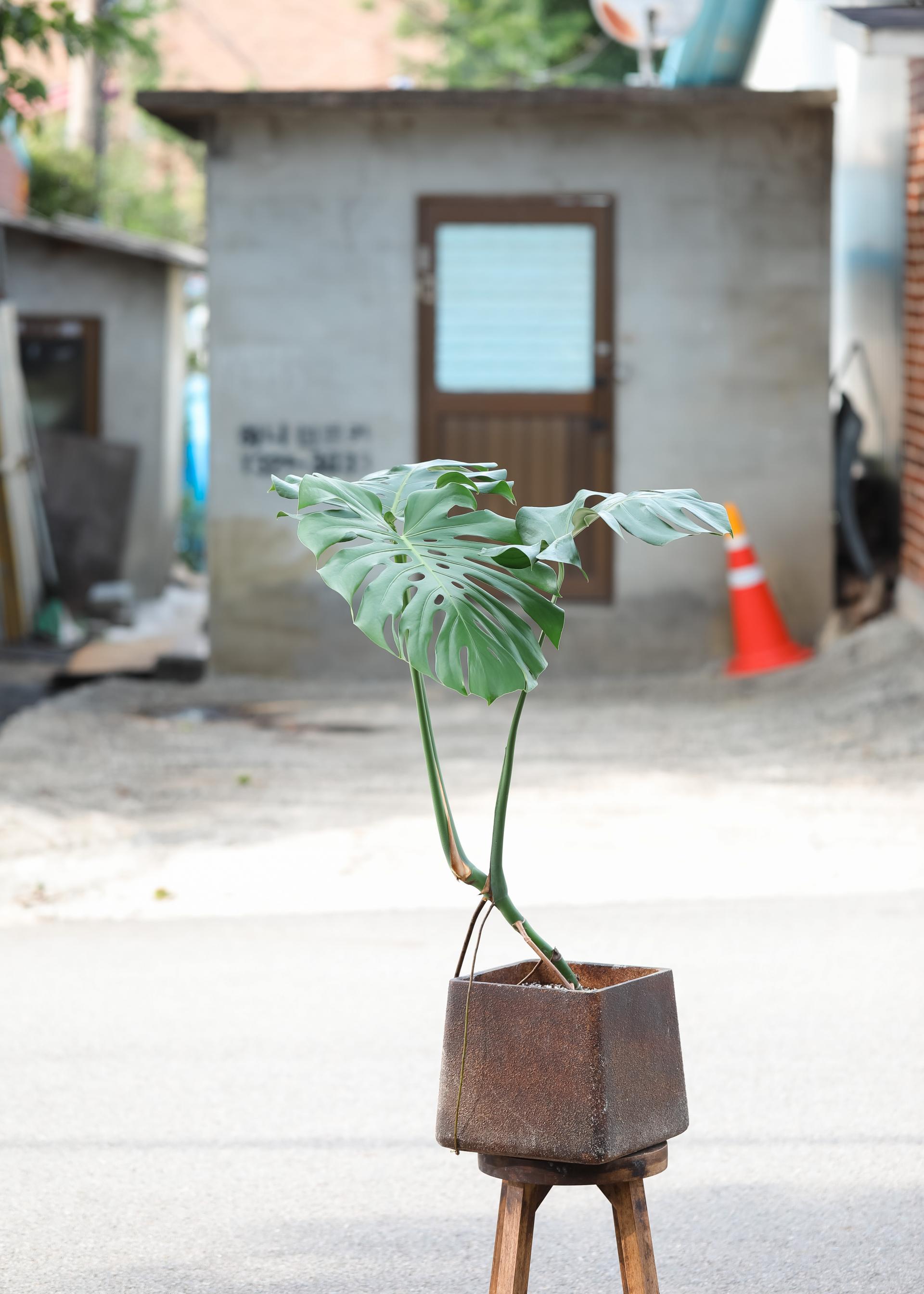 Monstera deliciosa + D&M cave rust pot 몬스테라 델리시오사 + 디앤엠 케이브 러스트팟