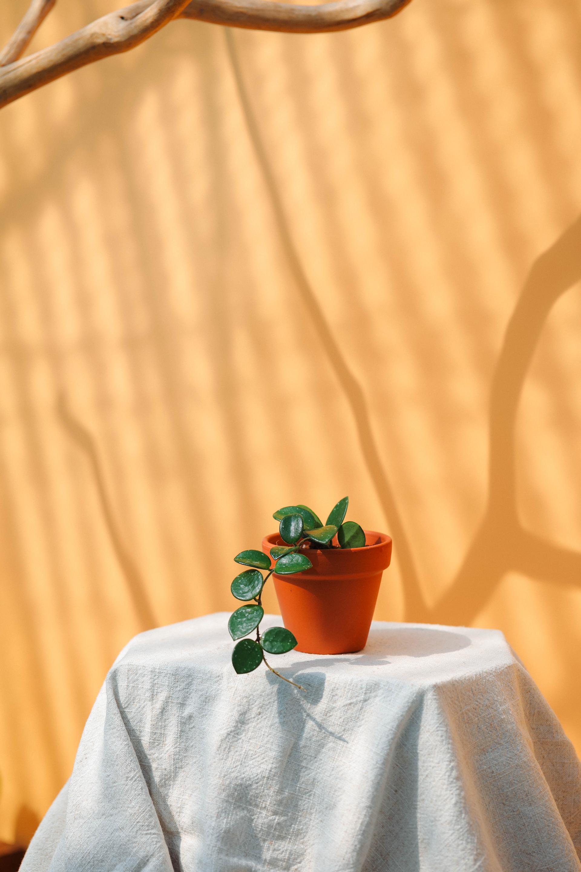 Hoya cv.mathilde + Italy terracotta pot 호야 마틸드 + 이태리 테라코타 팟