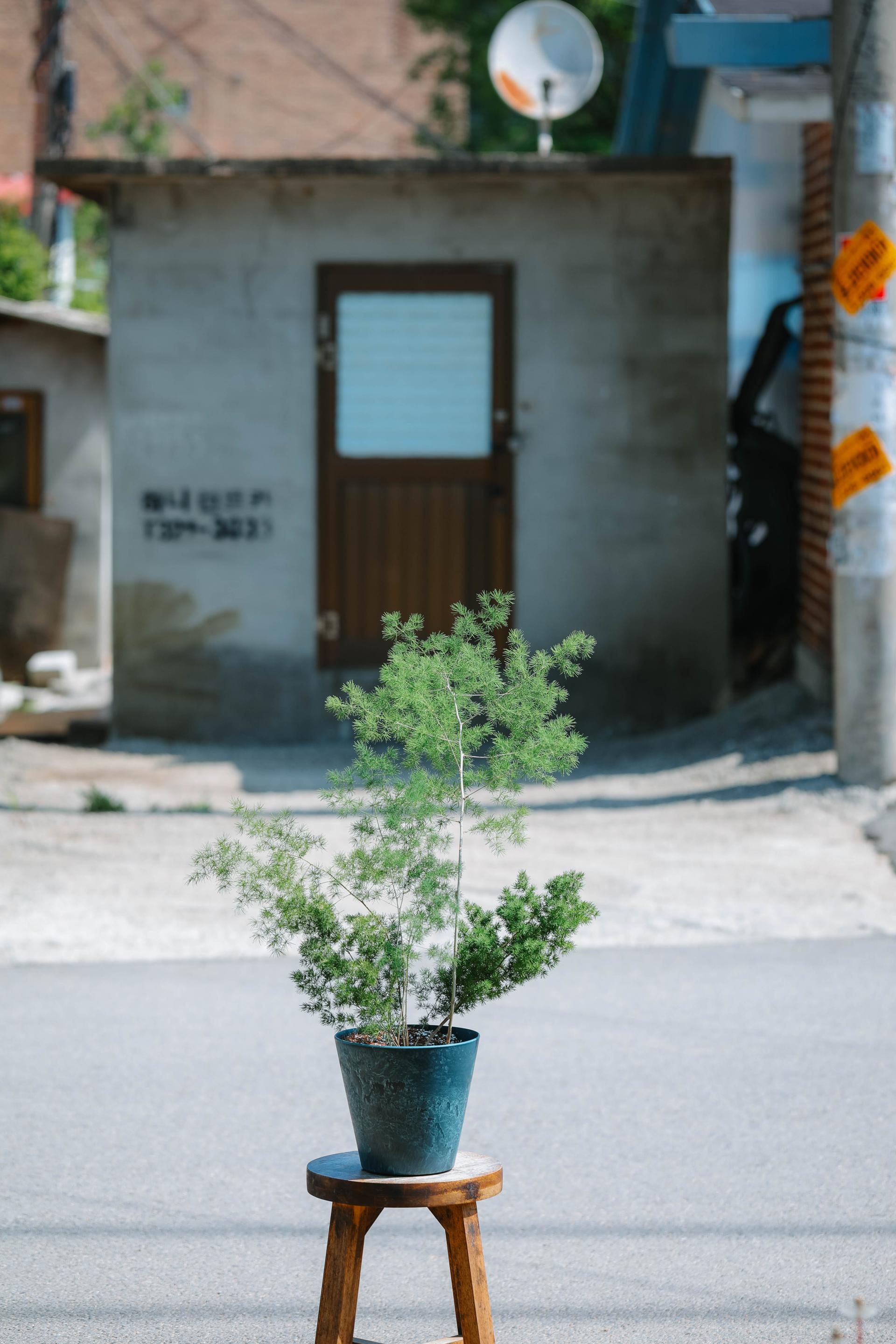 Asparagus myriocladus + Navy marble pot 아스파라거스 미리오클라두스 대품 + 네이비 마블팟