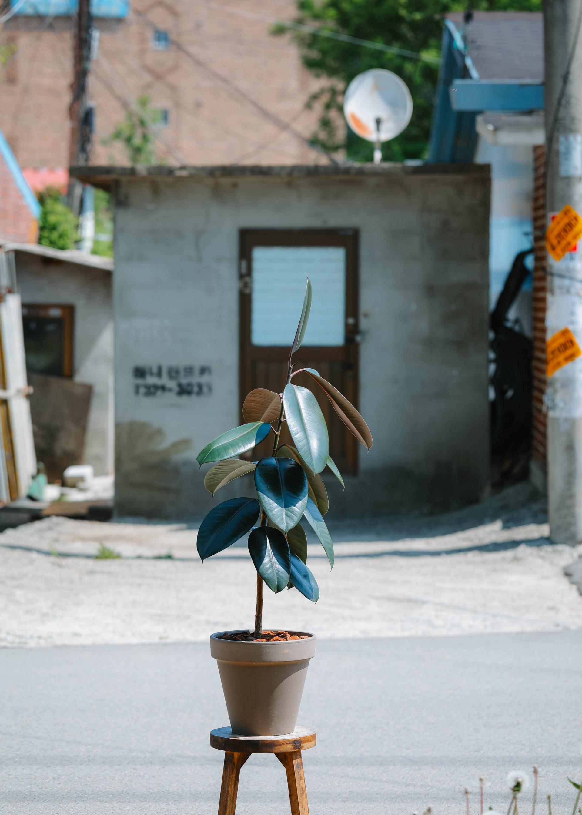 Ficus elastica 'Burgundy' + Mocha simple pot 휘커스 버건디 (버건디 고무나무) + 모카 심플팟