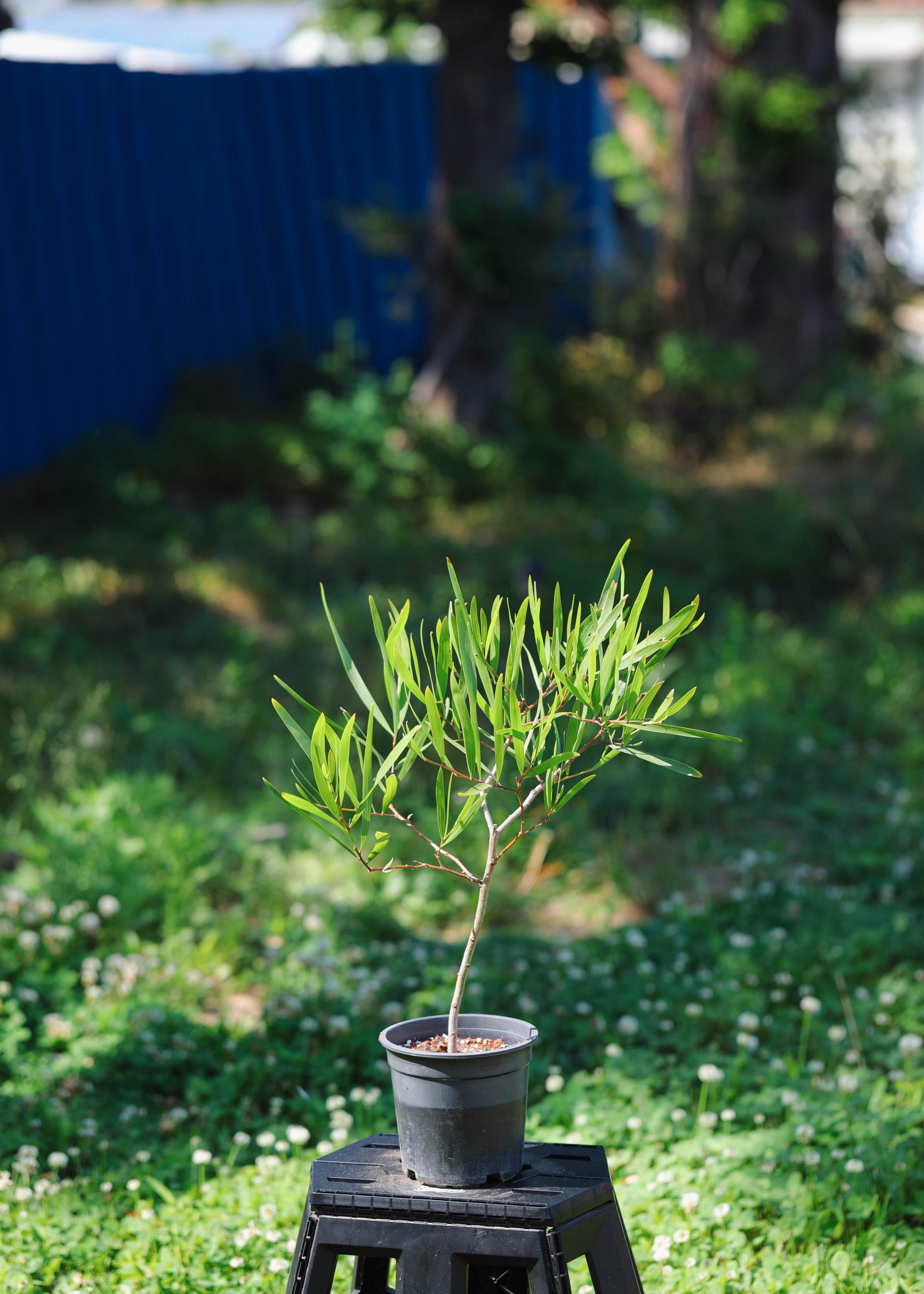 Acacia longifolia 아카시아 롱기폴리아 중품
