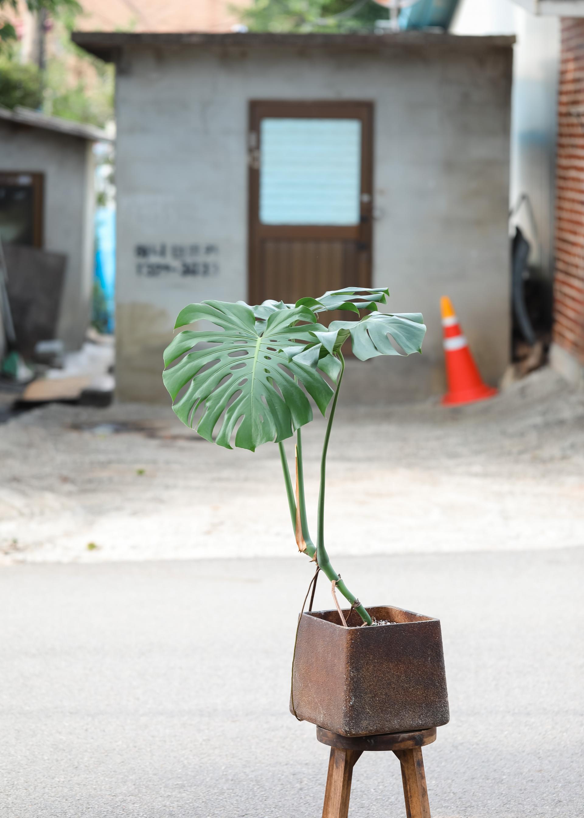 Monstera deliciosa + D&M cave rust pot 몬스테라 델리시오사 + 디앤엠 케이브 러스트팟