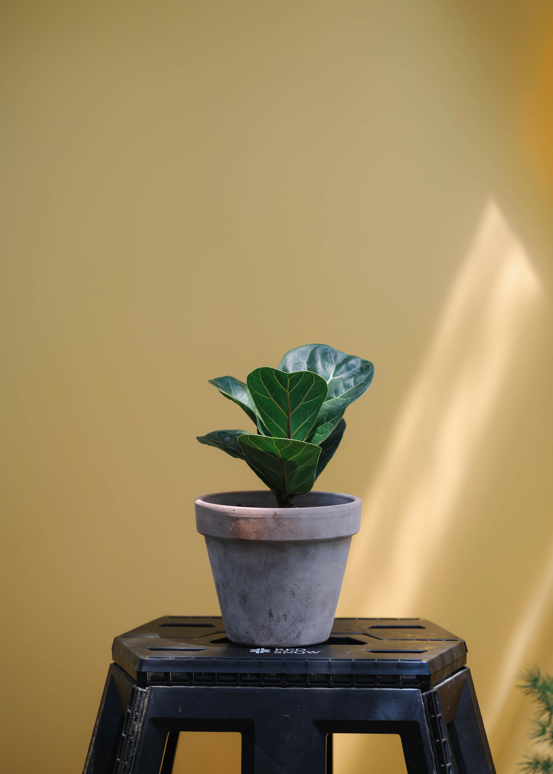 Ficus lyrata + Italy mocha pot 휘커스 라이라타 (떡갈 고무나무) + 이태리 모카팟