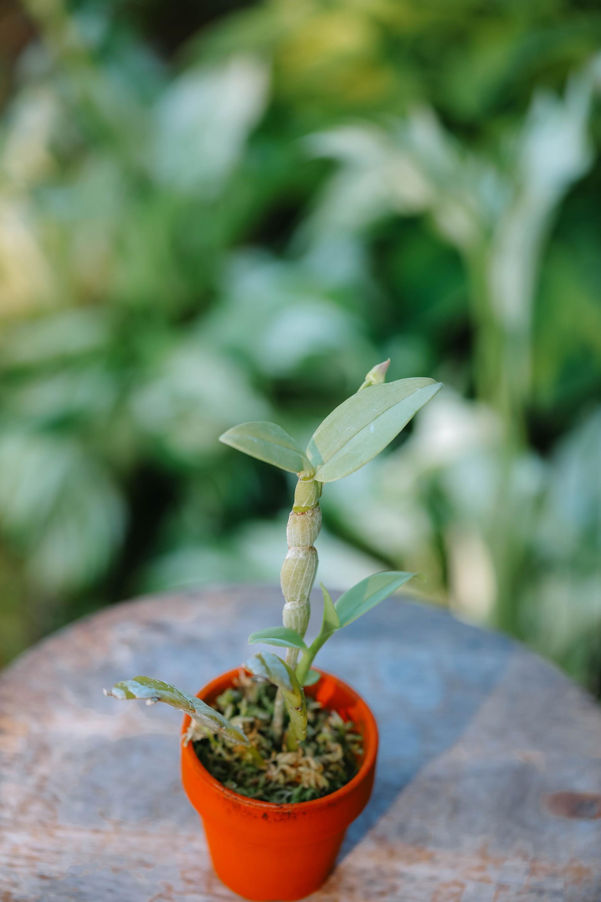 Dendrobium trantuanii 덴드로비움 트란투아니