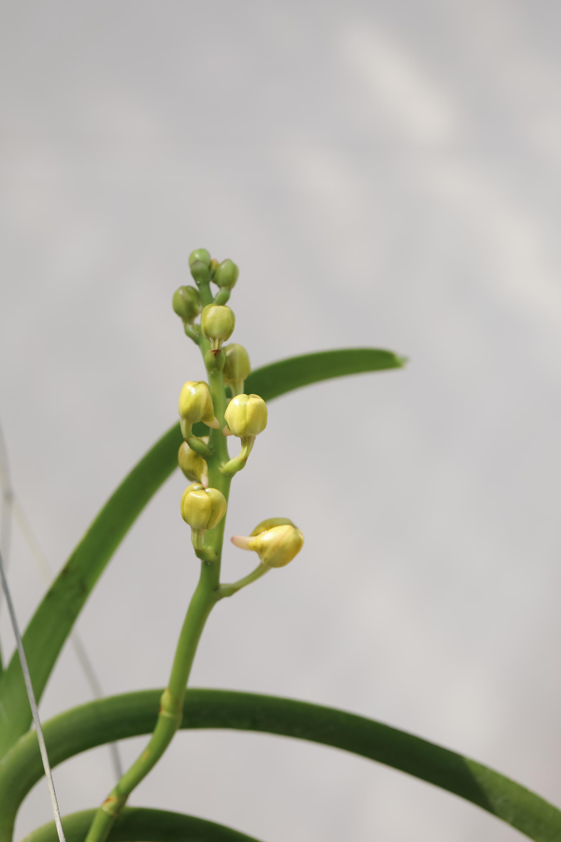 Vanda 'Honey Lemon' 반다 허니레몬