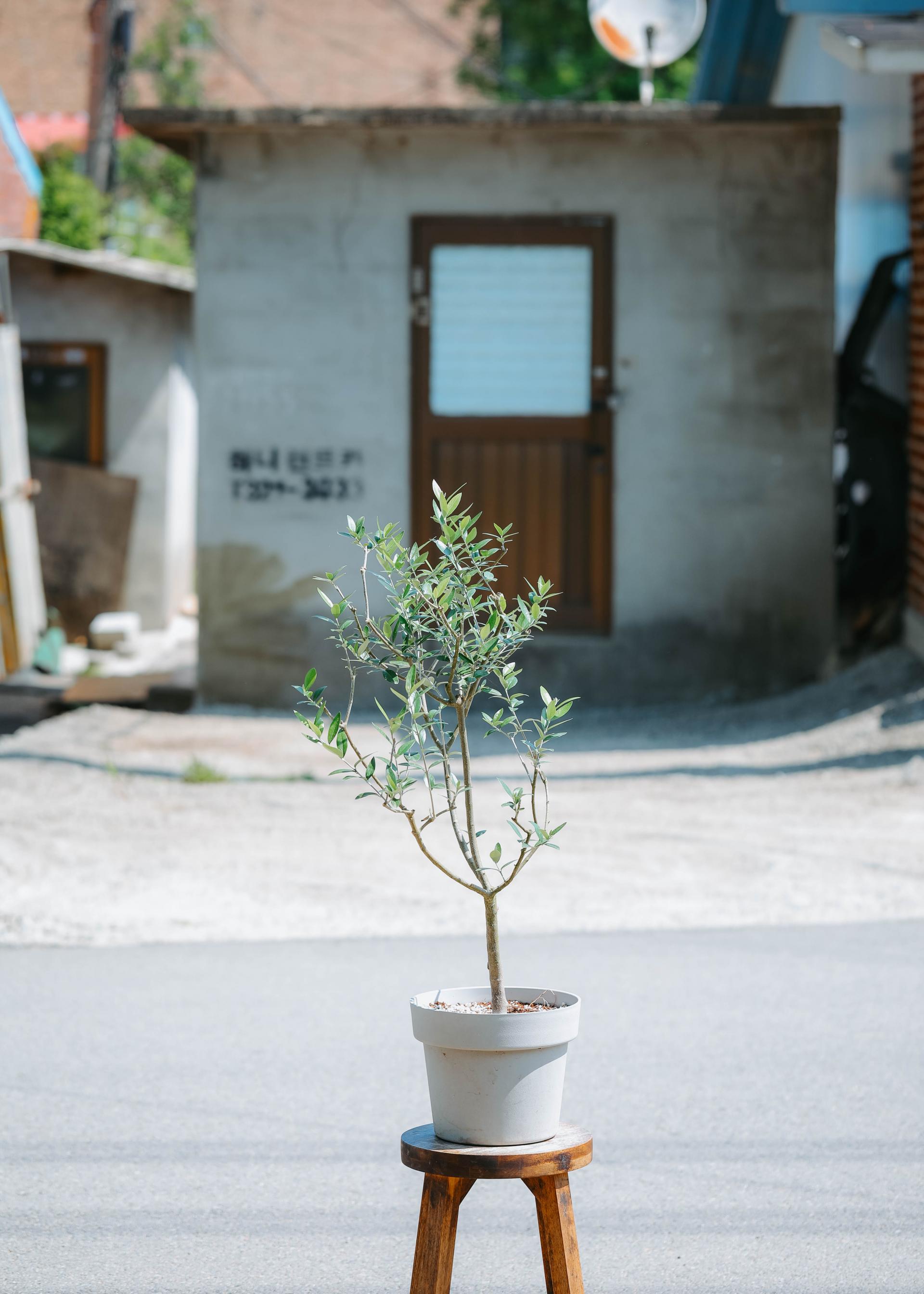 Olea europaea 'Mission olive' + Light gray pot 미션 올리브나무 + 라이트 그레이팟