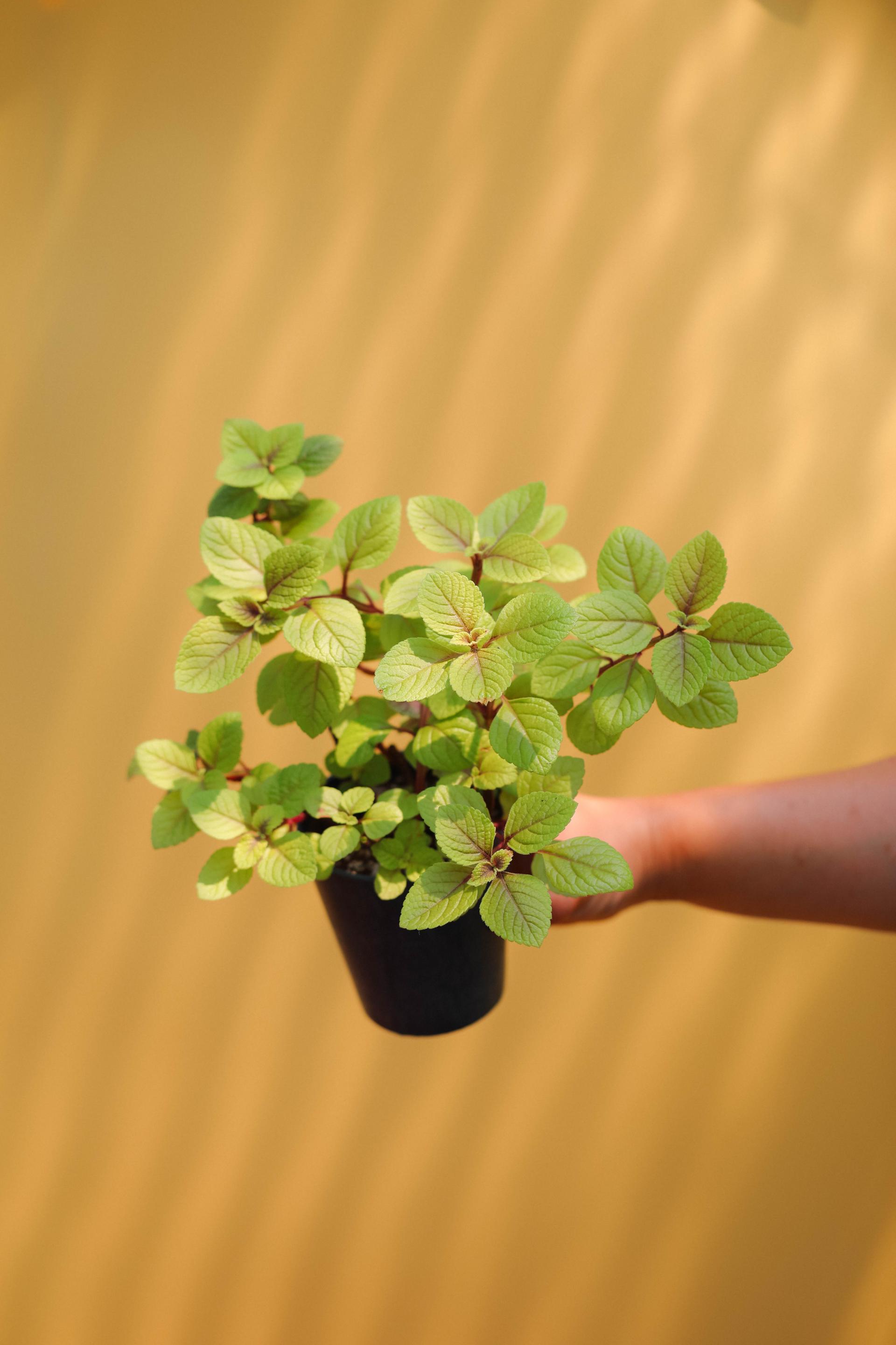 Plectranthus ciliatus 'Troy's Gold' + Navy marble pot 플렉트란서스 실리아투스 '트로이 골드' (스웨디시 아이비) + 네이비 마블팟